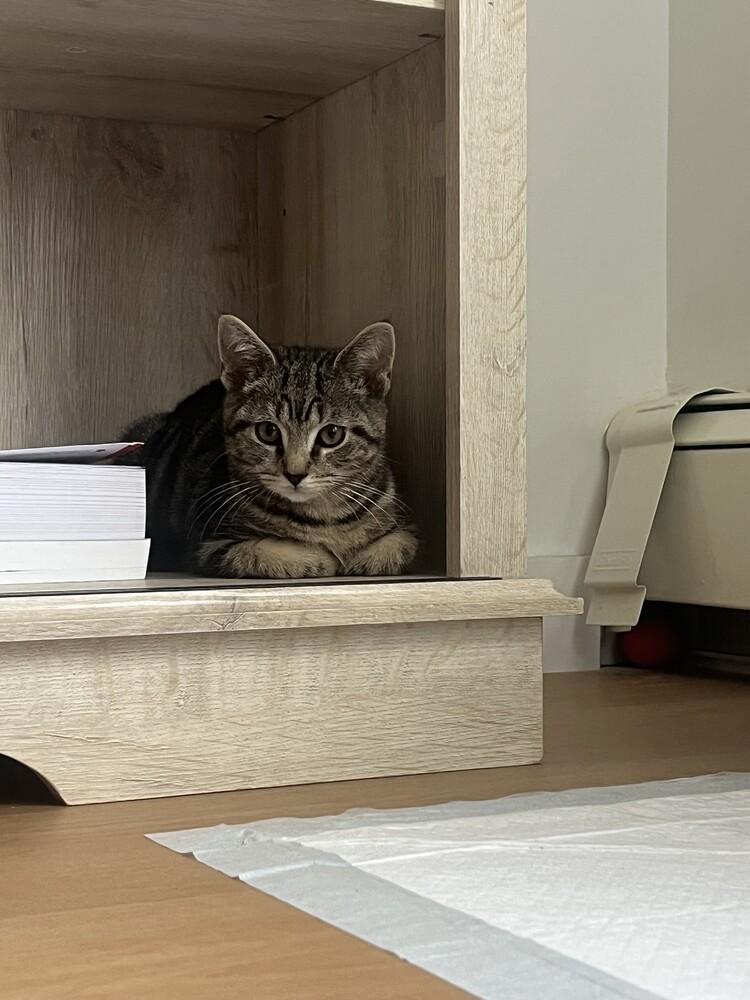 Lightning, Adoptable, Kitten Male Domestic Short Hair.