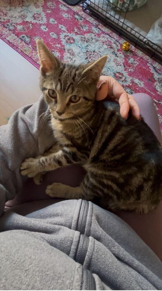 Enlarge Lightning, a Adoptable mixed breed in New York, NY image 2/6