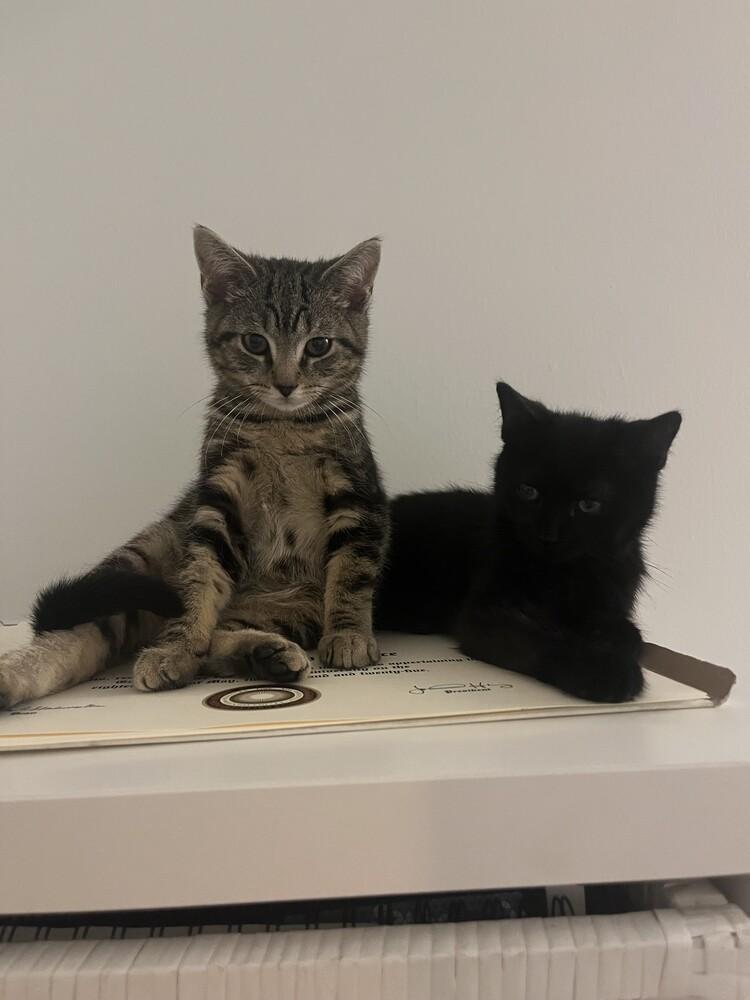 Enlarge Lightning, a Adoptable mixed breed in New York, NY image 4/6