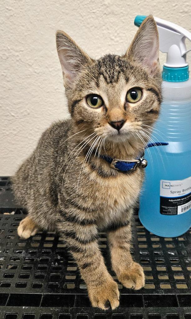 Dory, Adoptable, Kitten Female Domestic Short Hair.