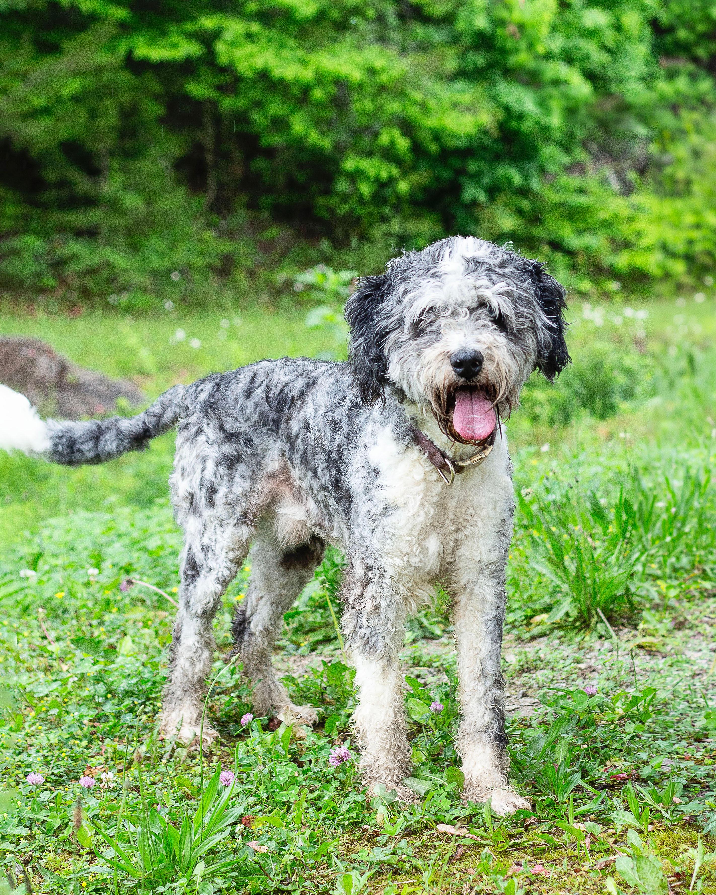 Oreo, adopted, Adult Male Aussiedoodle.