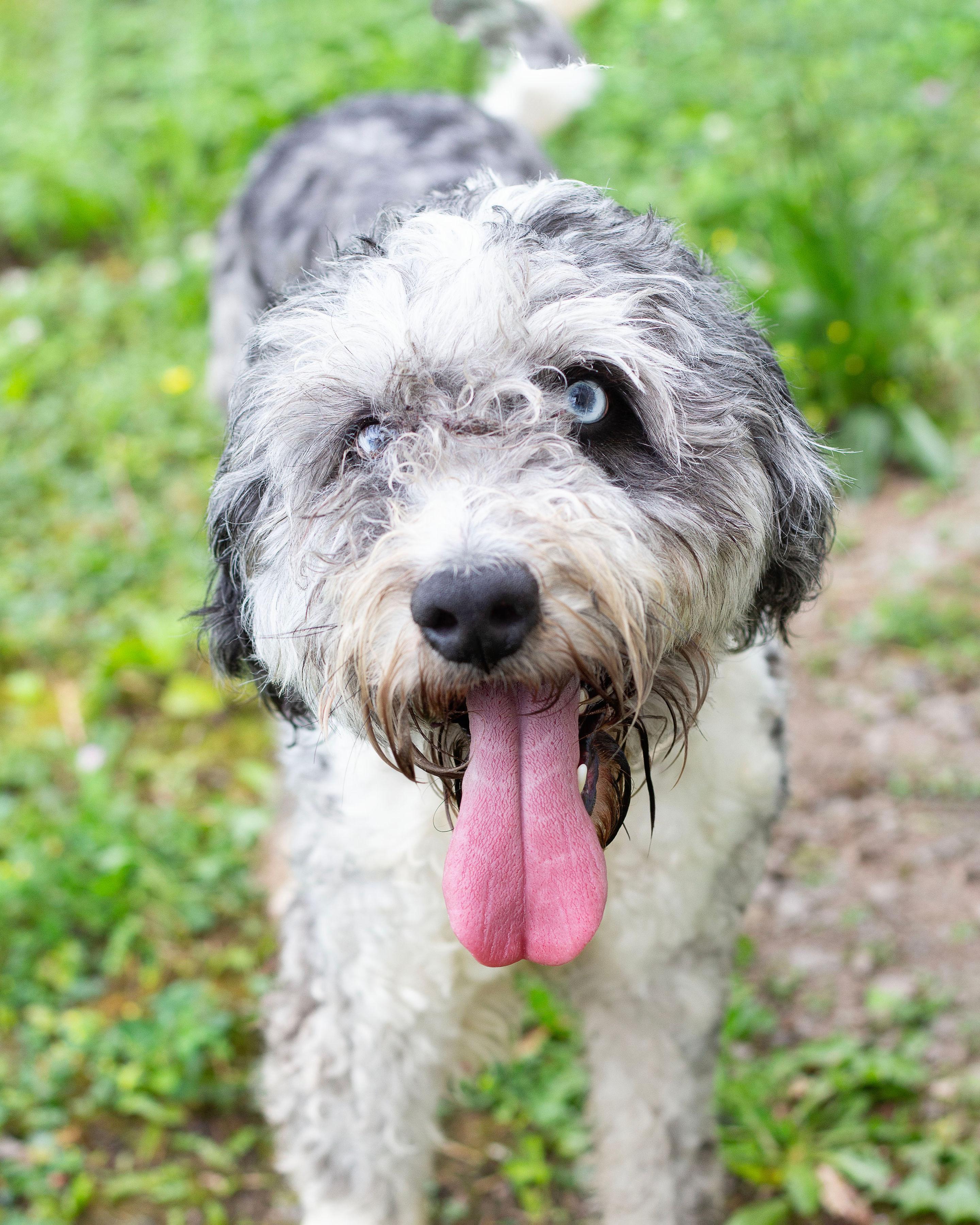 Enlarge Oreo, an adopted Aussiedoodle in Sunbright, TN image 2/2