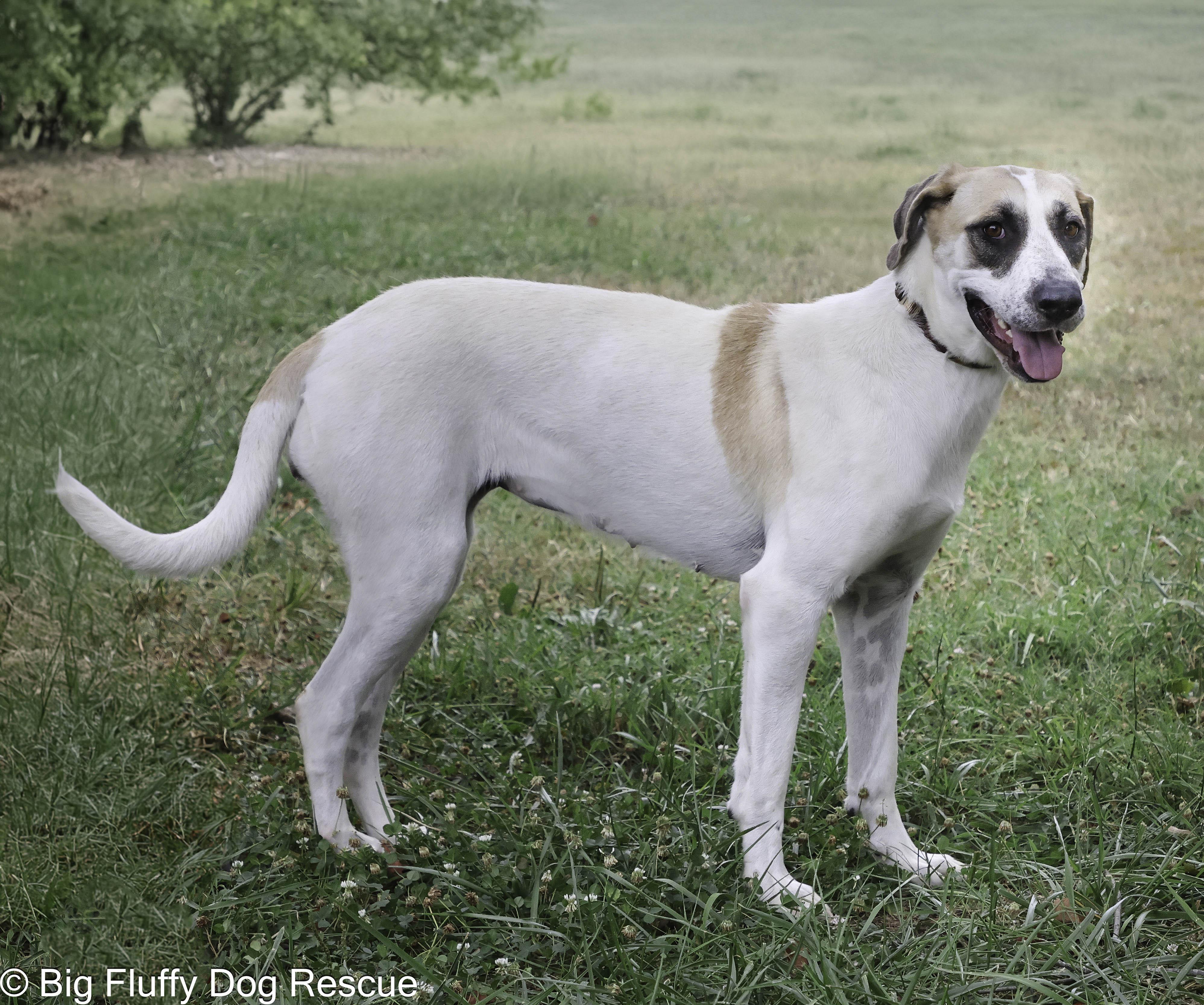 Enlarge Rosabella, a Adoptable mixed breed in Youngstown, OH image 4/6