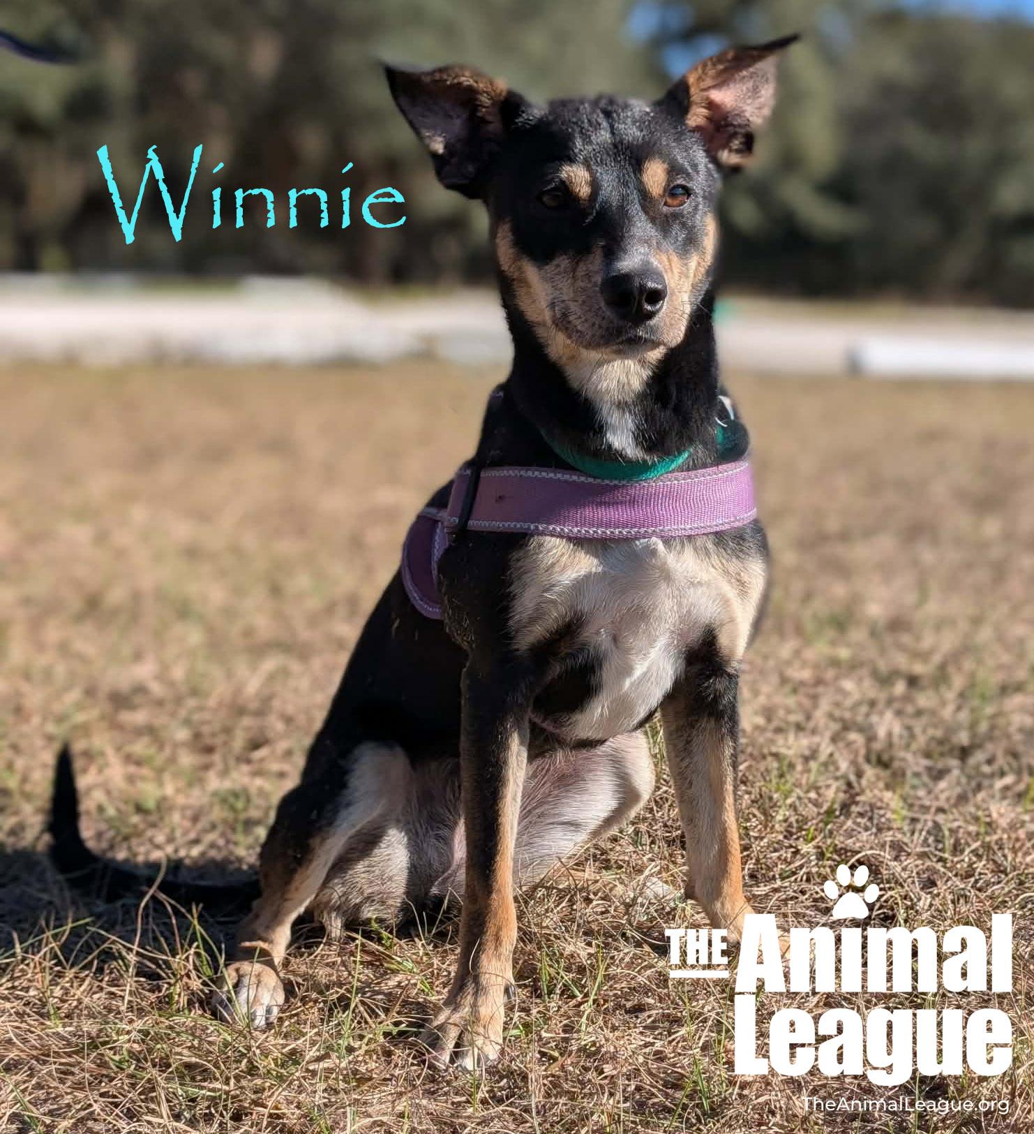 Winnie, Adoptable, Adult Female Labrador Retriever & Chihuahua.