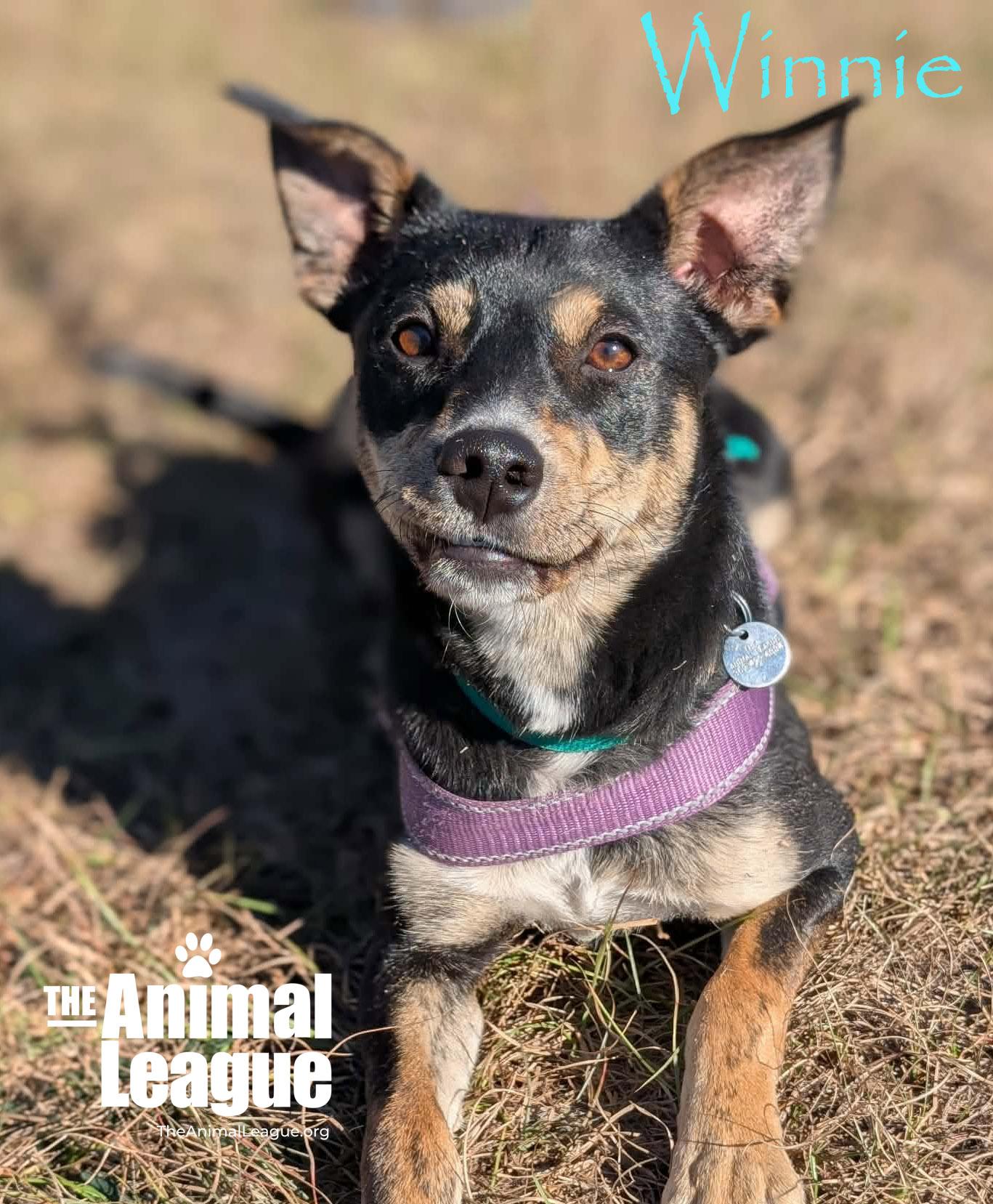 Winnie, a Adoptable mixed breed in Clermont, FL image 3/3