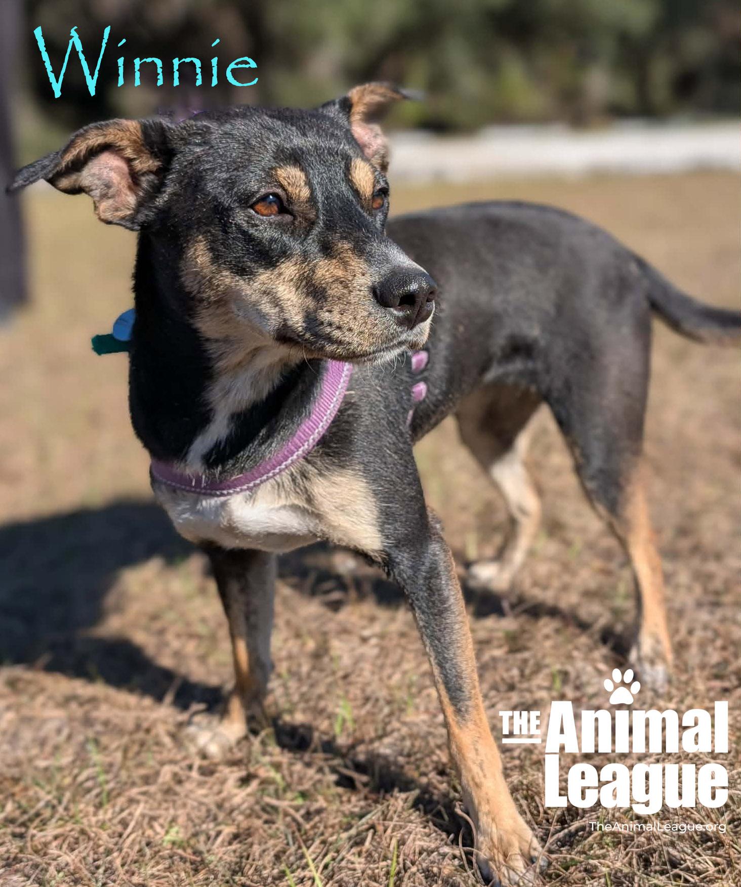 Winnie, a Adoptable mixed breed in Clermont, FL image 2/3