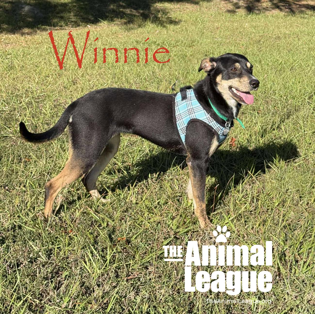 Winnie, a Adoptable mixed breed in Clermont, FL image 4/4