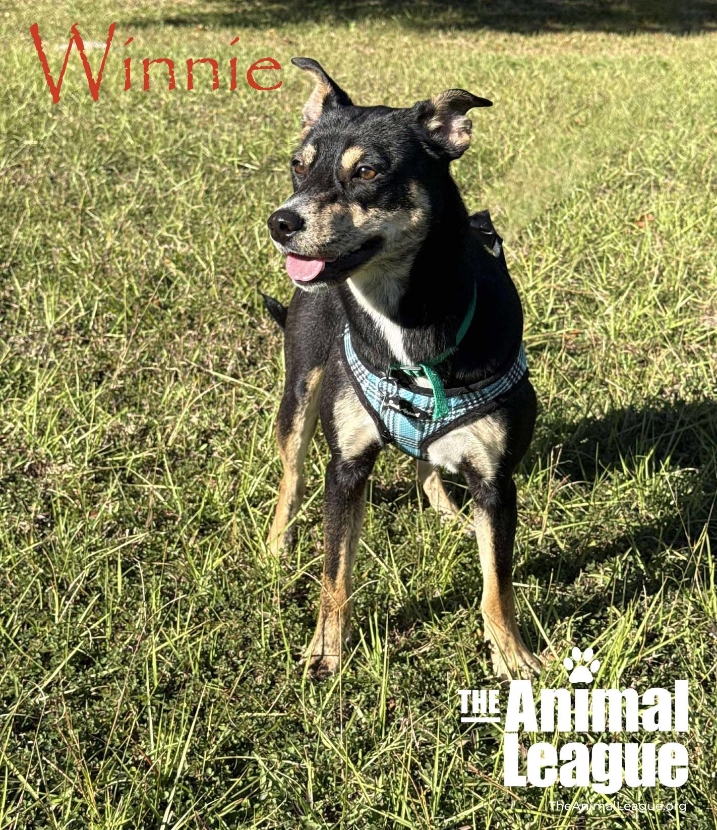 Winnie, a Adoptable mixed breed in Clermont, FL image 1/4