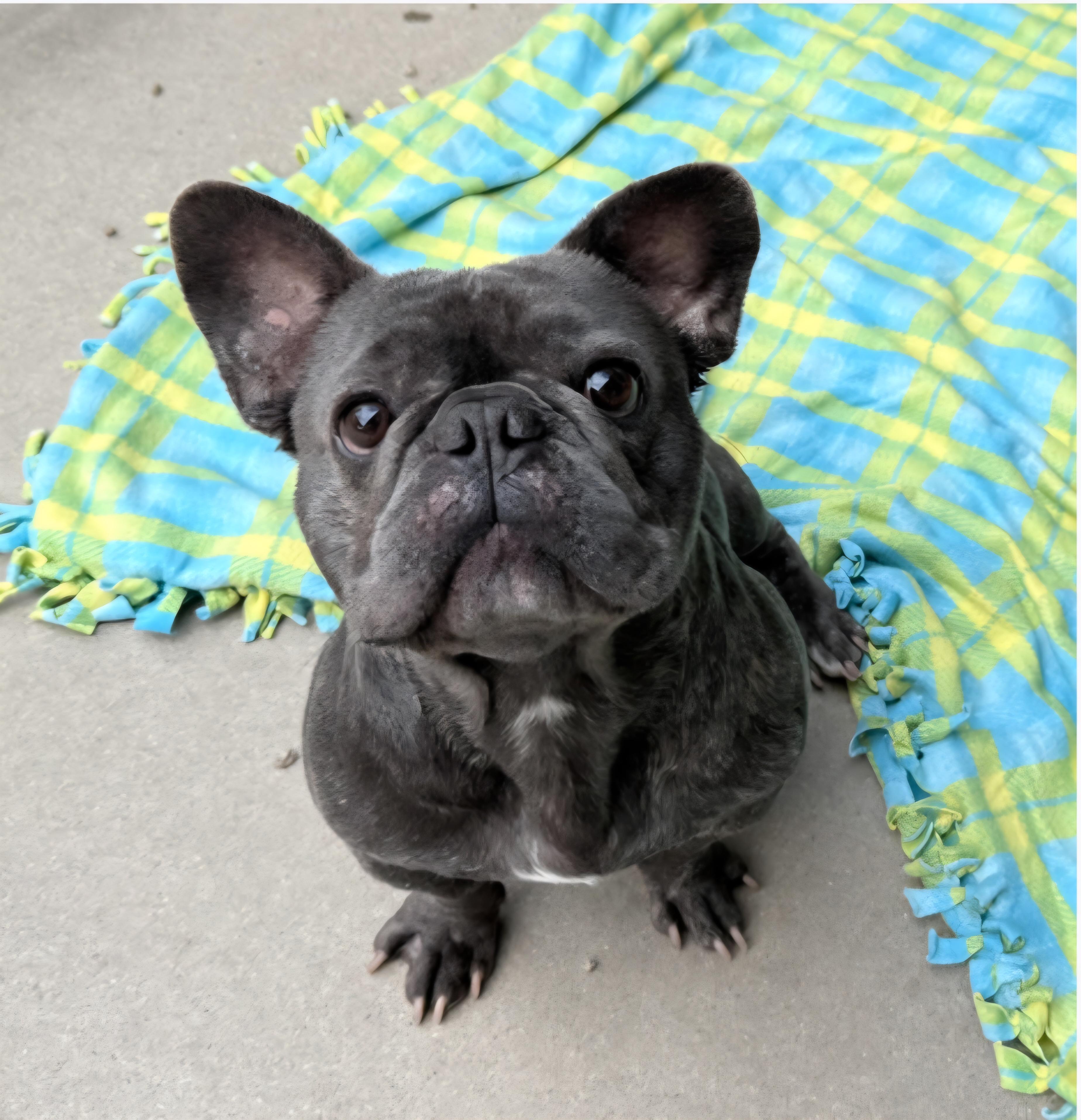Drako, ADOPTABLE, Adult Male French Bulldog.
