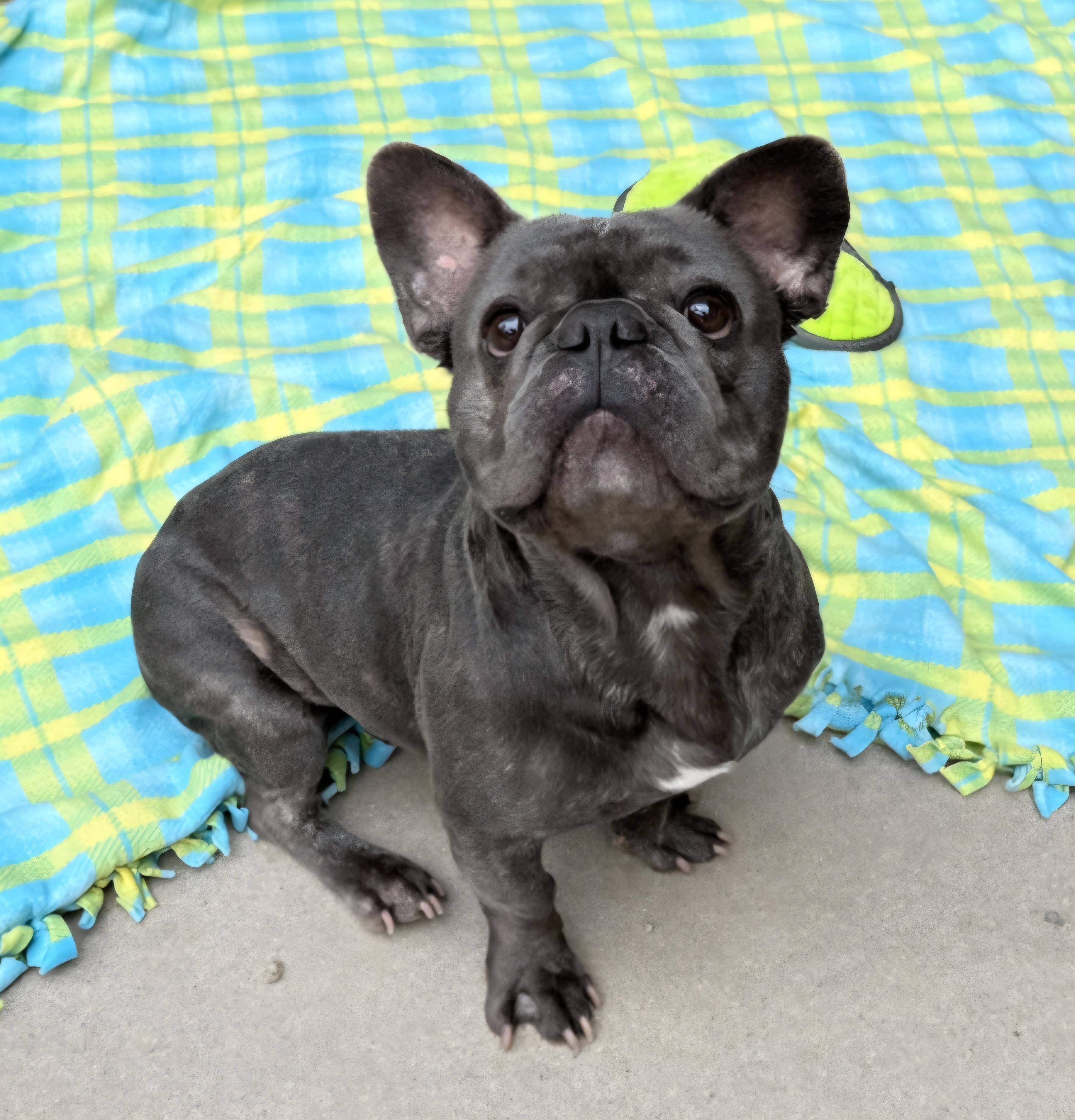 Drako, a ADOPTABLE French Bulldog in Greenville, SC image 2/2