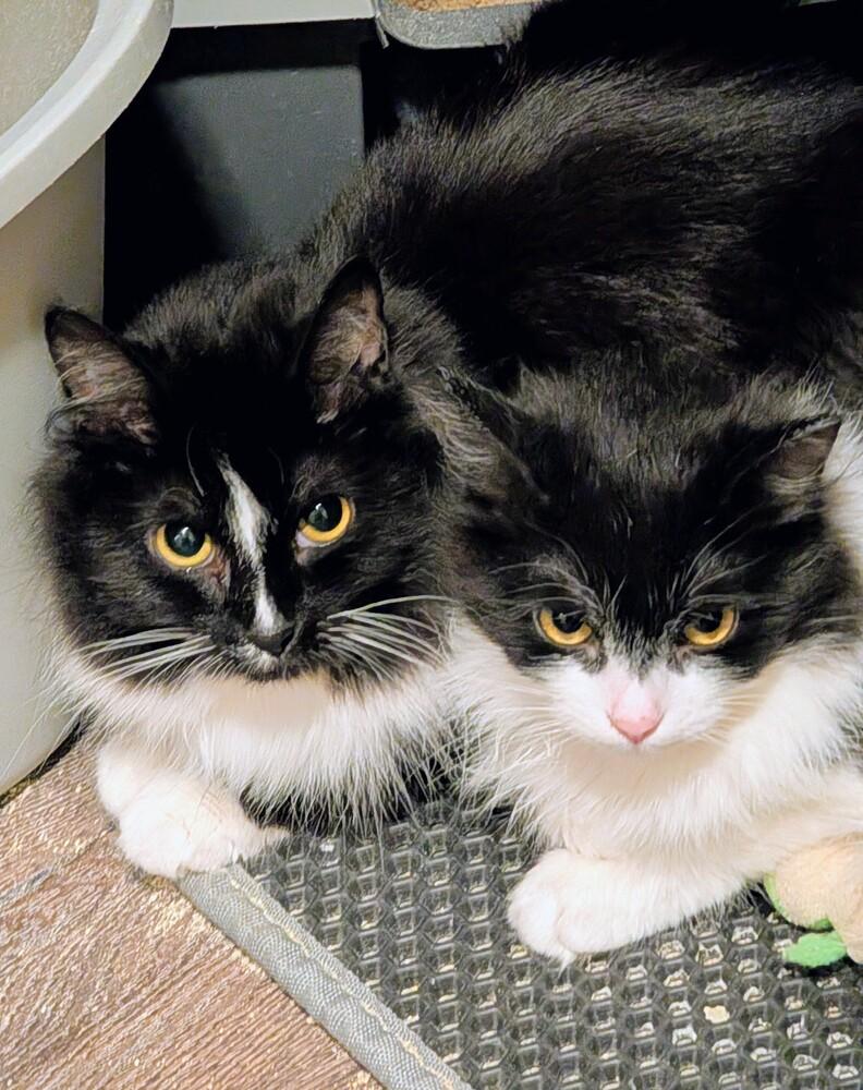 Enlarge Sage, a Adoptable Domestic Long Hair in Springdale, PA image 2/6