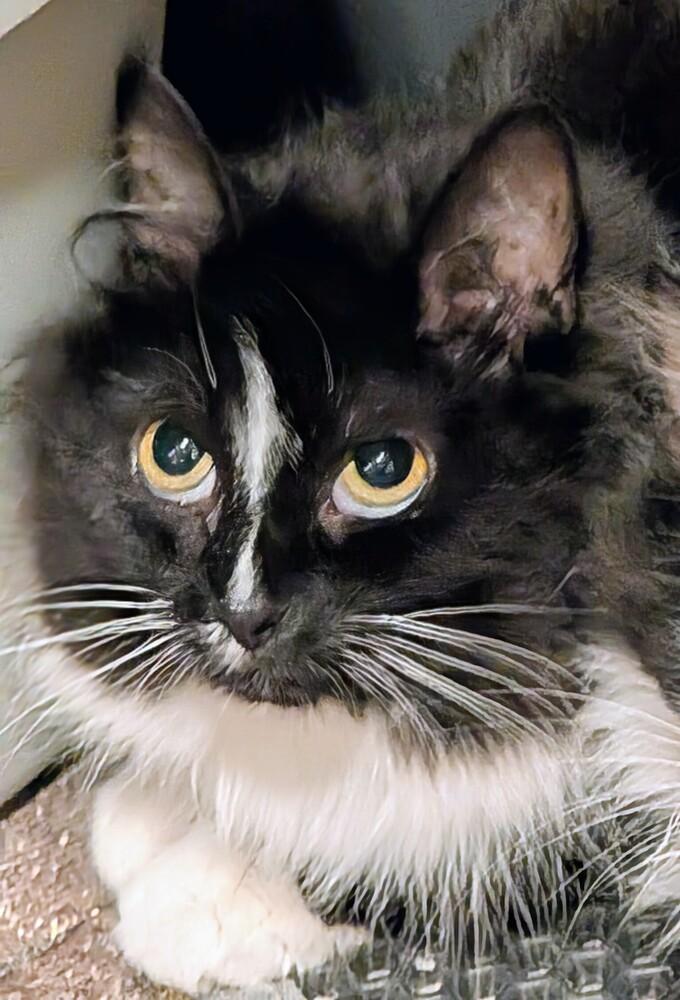 Enlarge Sage, a Adoptable Domestic Long Hair in Springdale, PA image 3/6