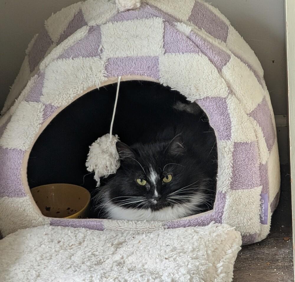 Enlarge Sage, a Adoptable Domestic Long Hair in Springdale, PA image 5/6