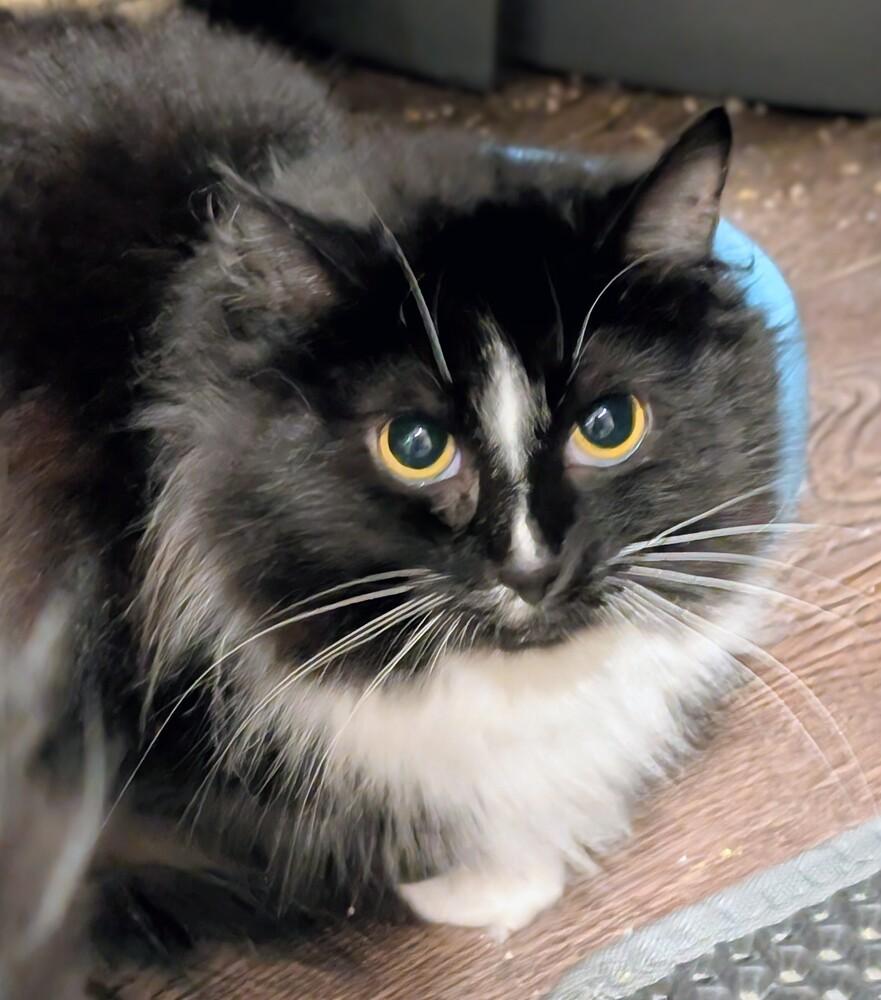 Enlarge Sage, a Adoptable Domestic Long Hair in Springdale, PA image 6/6