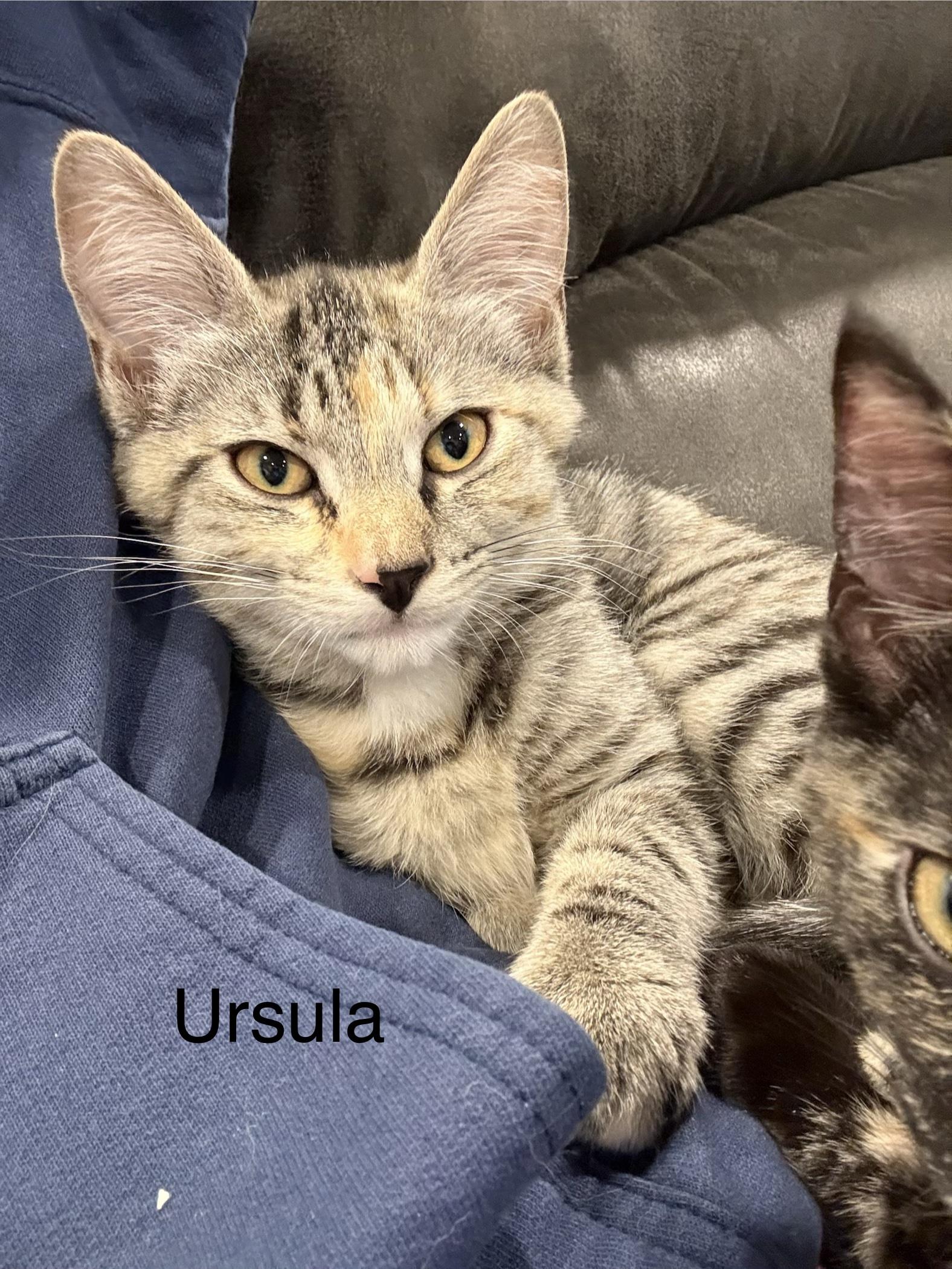 Enlarge Ursula, an adopted Domestic Short Hair in Middletown, CT image 4/5