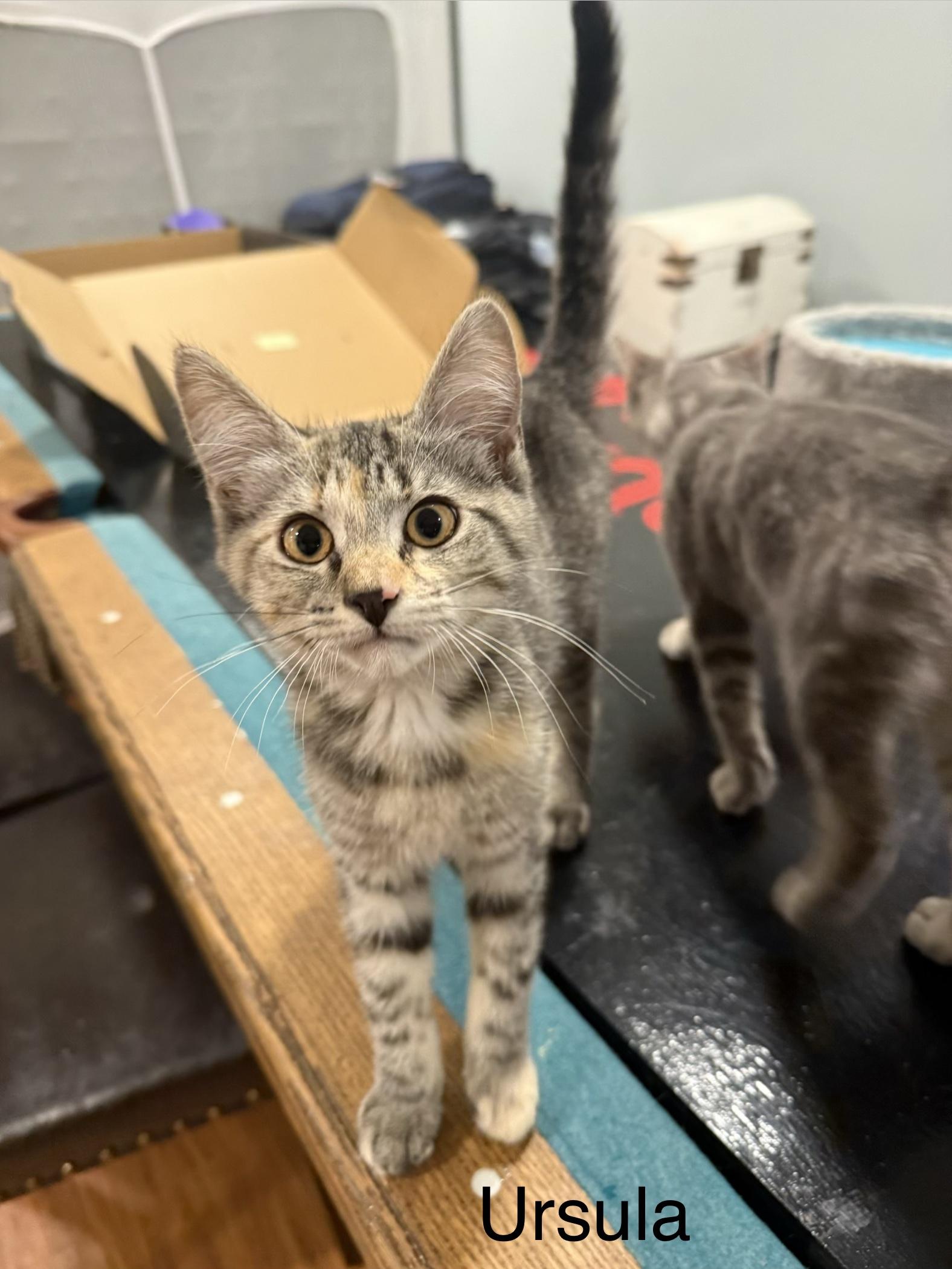 Enlarge Ursula, an adopted Domestic Short Hair in Middletown, CT image 5/5