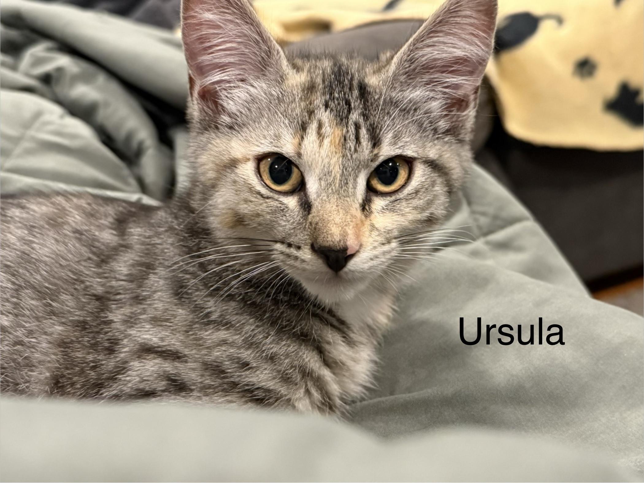 Enlarge Ursula, an adopted Domestic Short Hair in Middletown, CT image 3/5
