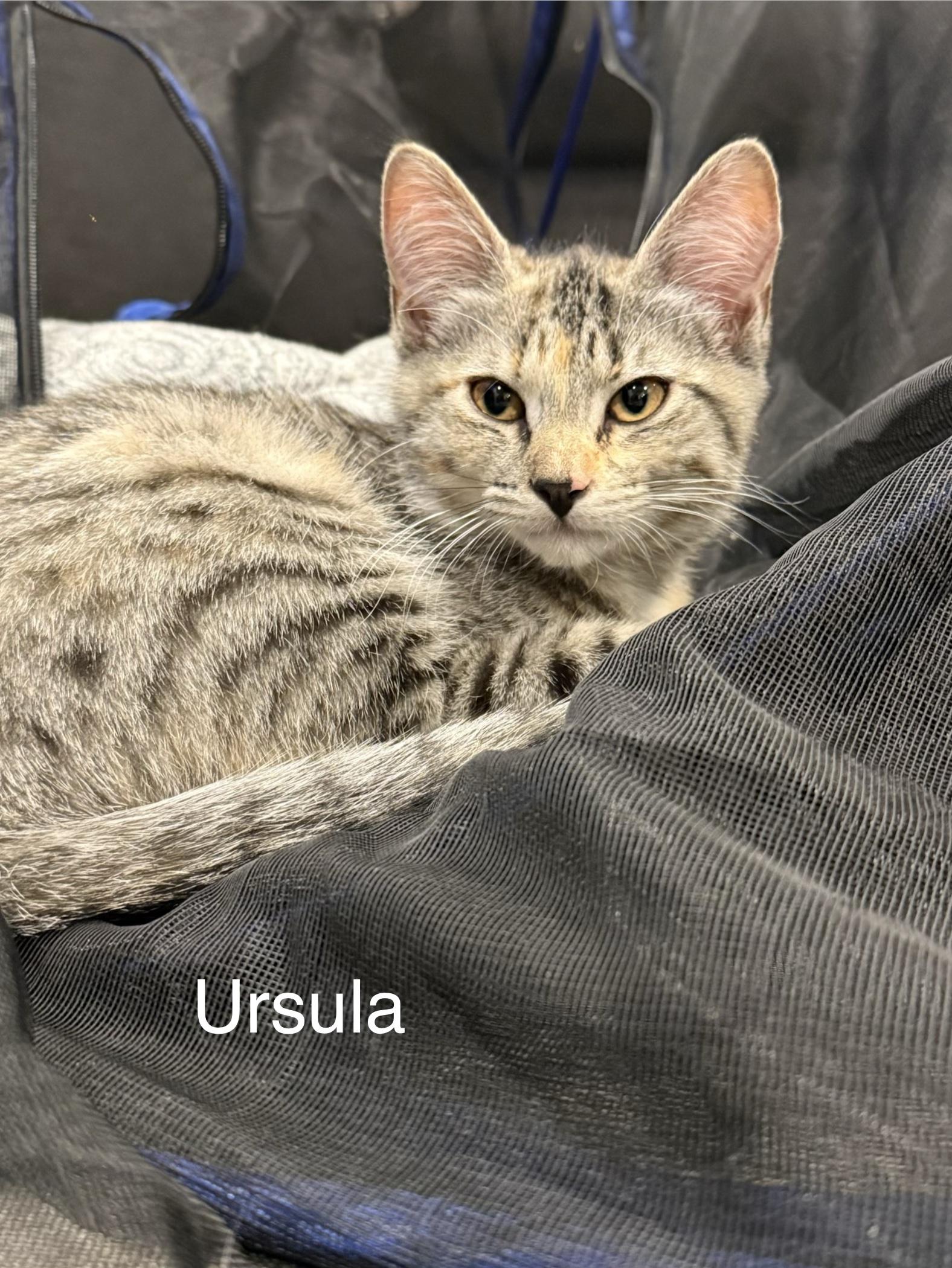Enlarge Ursula, an adopted Domestic Short Hair in Middletown, CT image 2/5