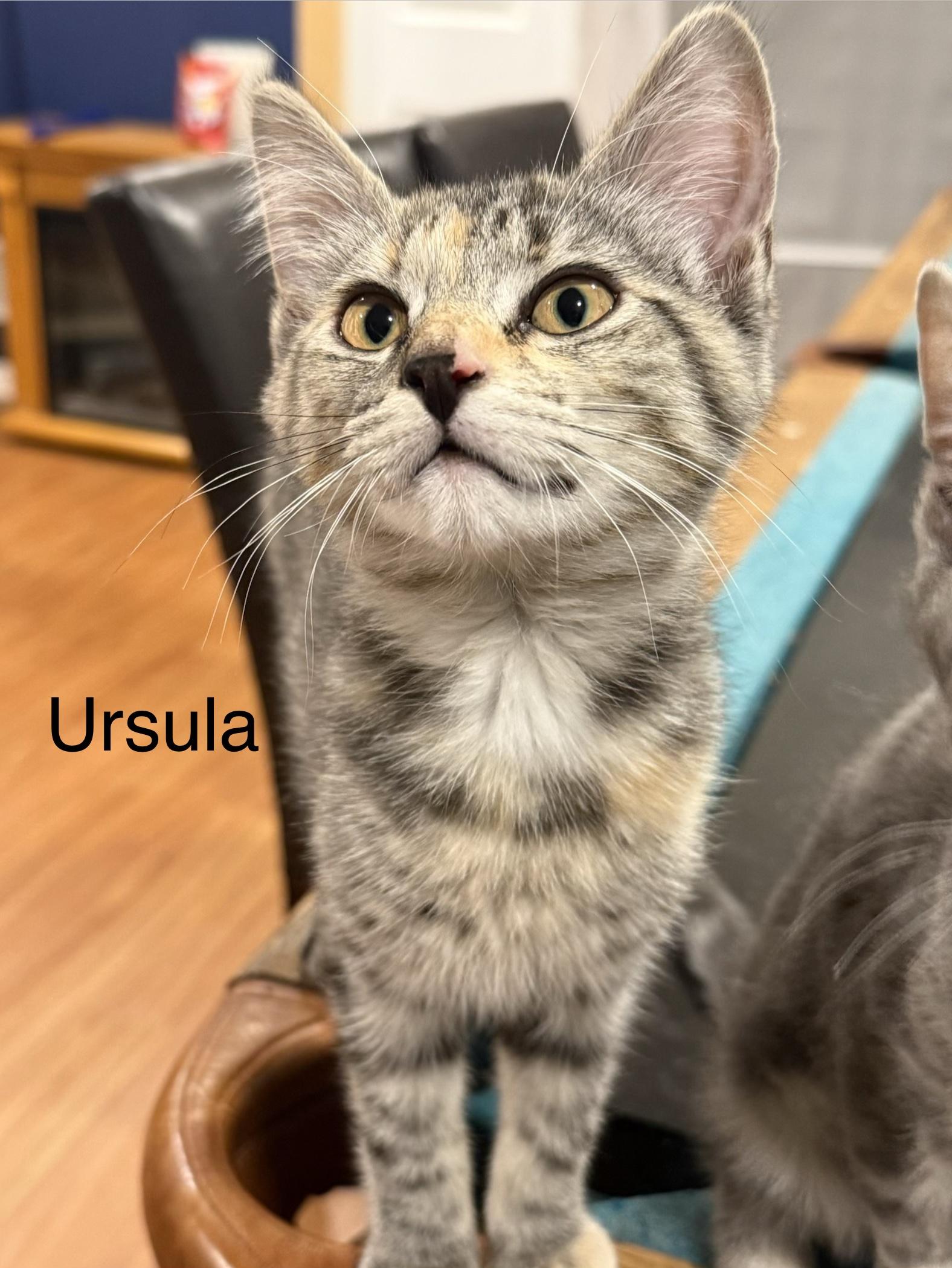 Ursula, adopted, Kitten Female Domestic Short Hair.