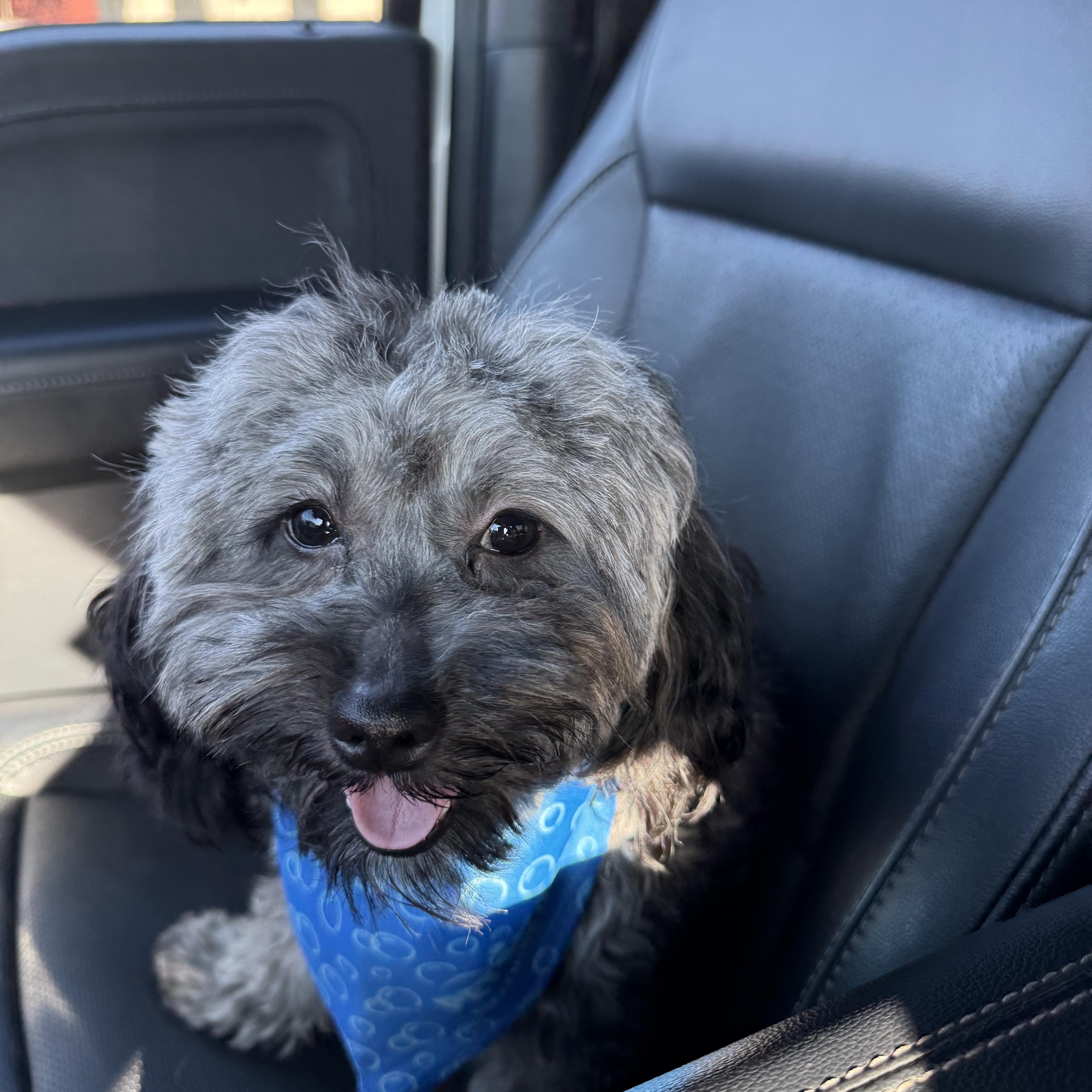 Nacho, ADOPTABLE, Young Male Maltese.