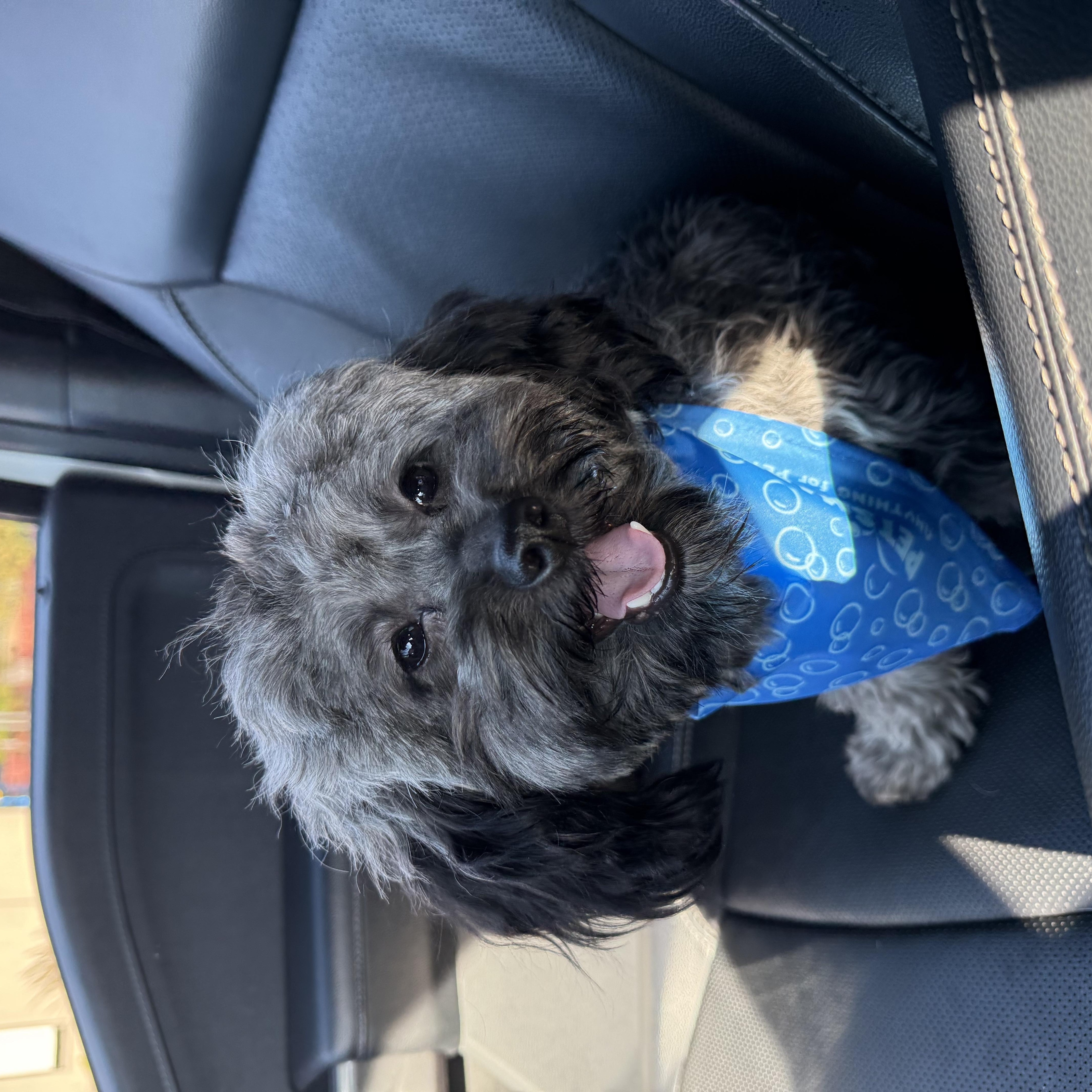 Enlarge Nacho, a ADOPTABLE Maltese in La Center, WA image 2/3