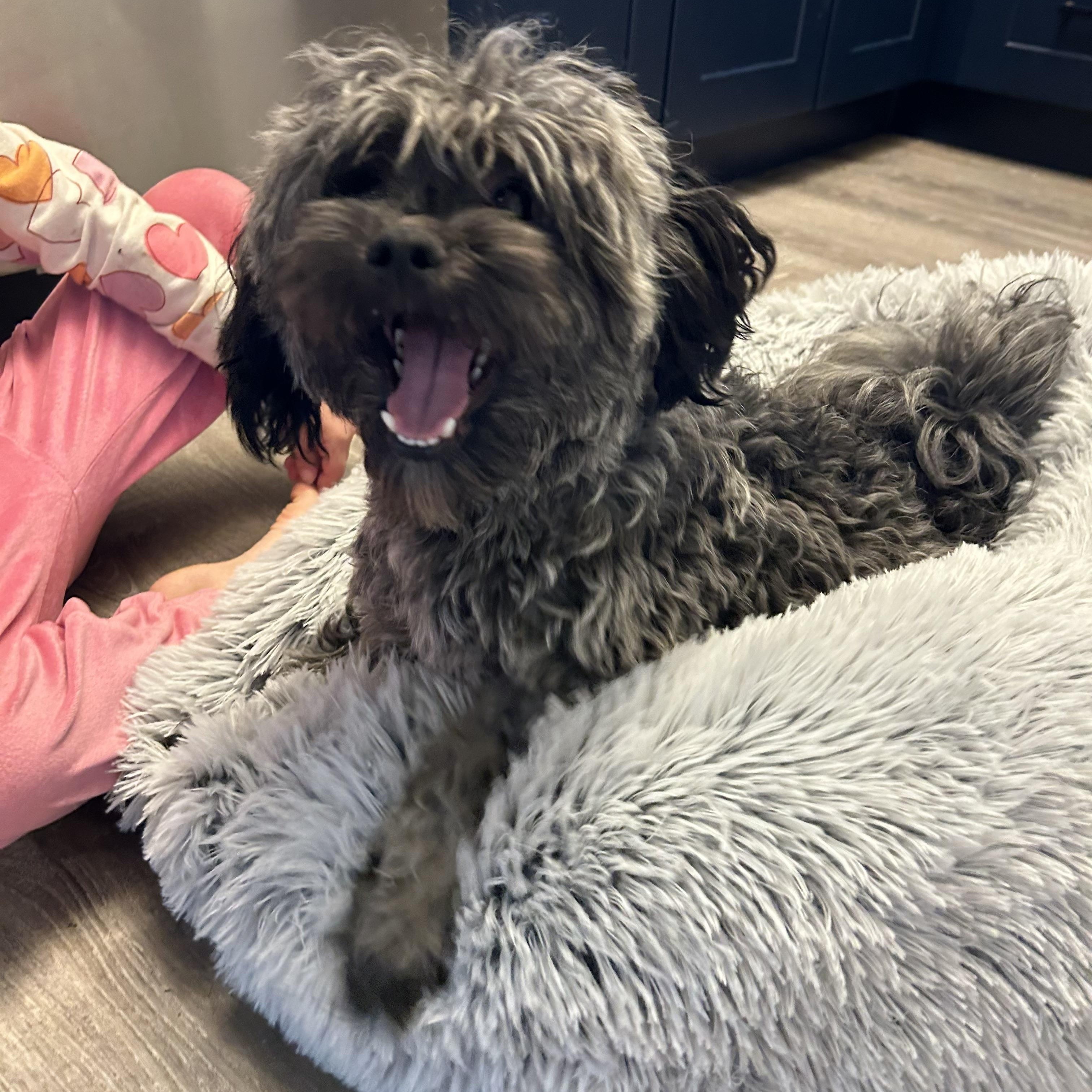 Enlarge Nacho, a ADOPTABLE Maltese in La Center, WA image 3/3
