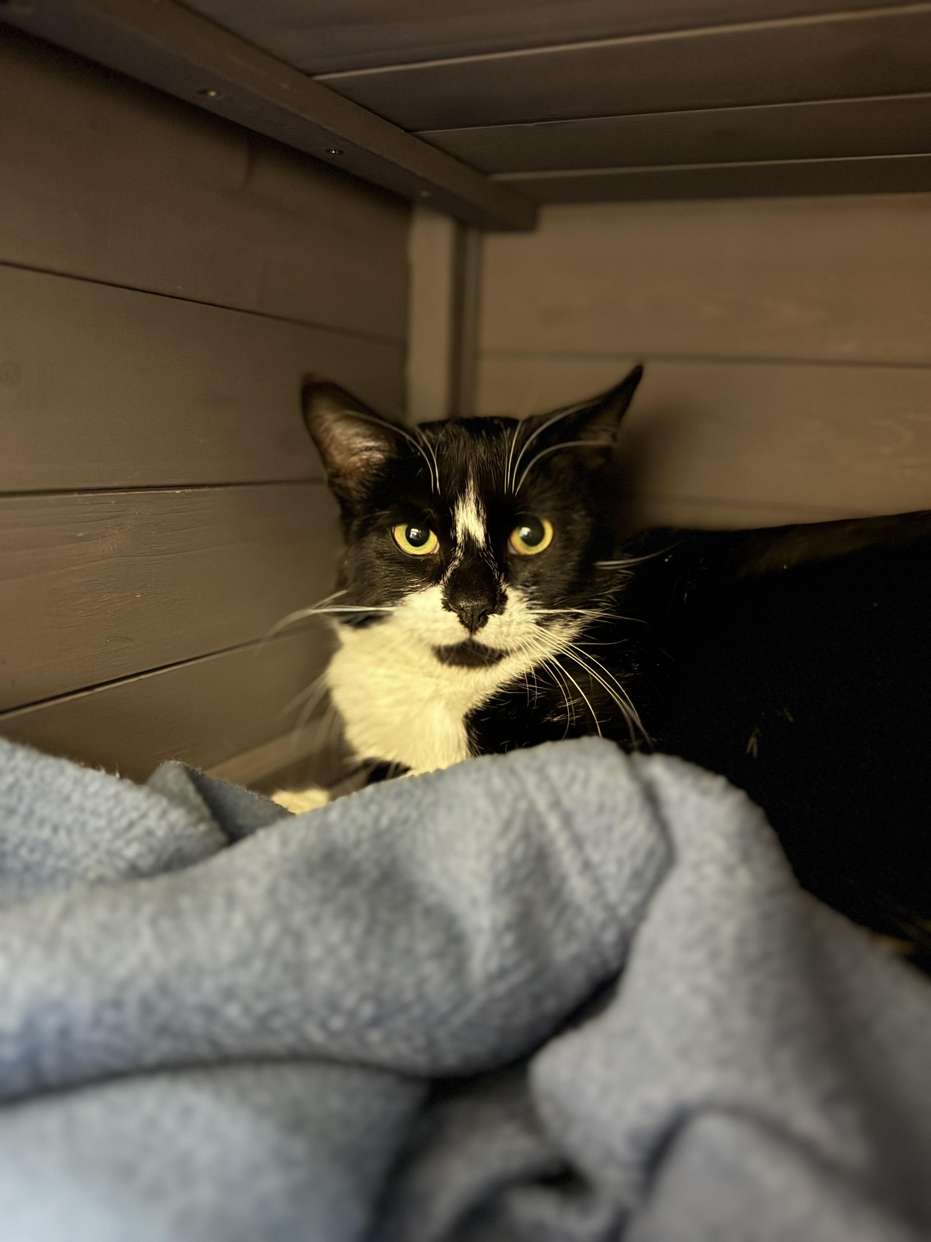 Donald, ADOPTABLE, Young Male Domestic Short Hair.