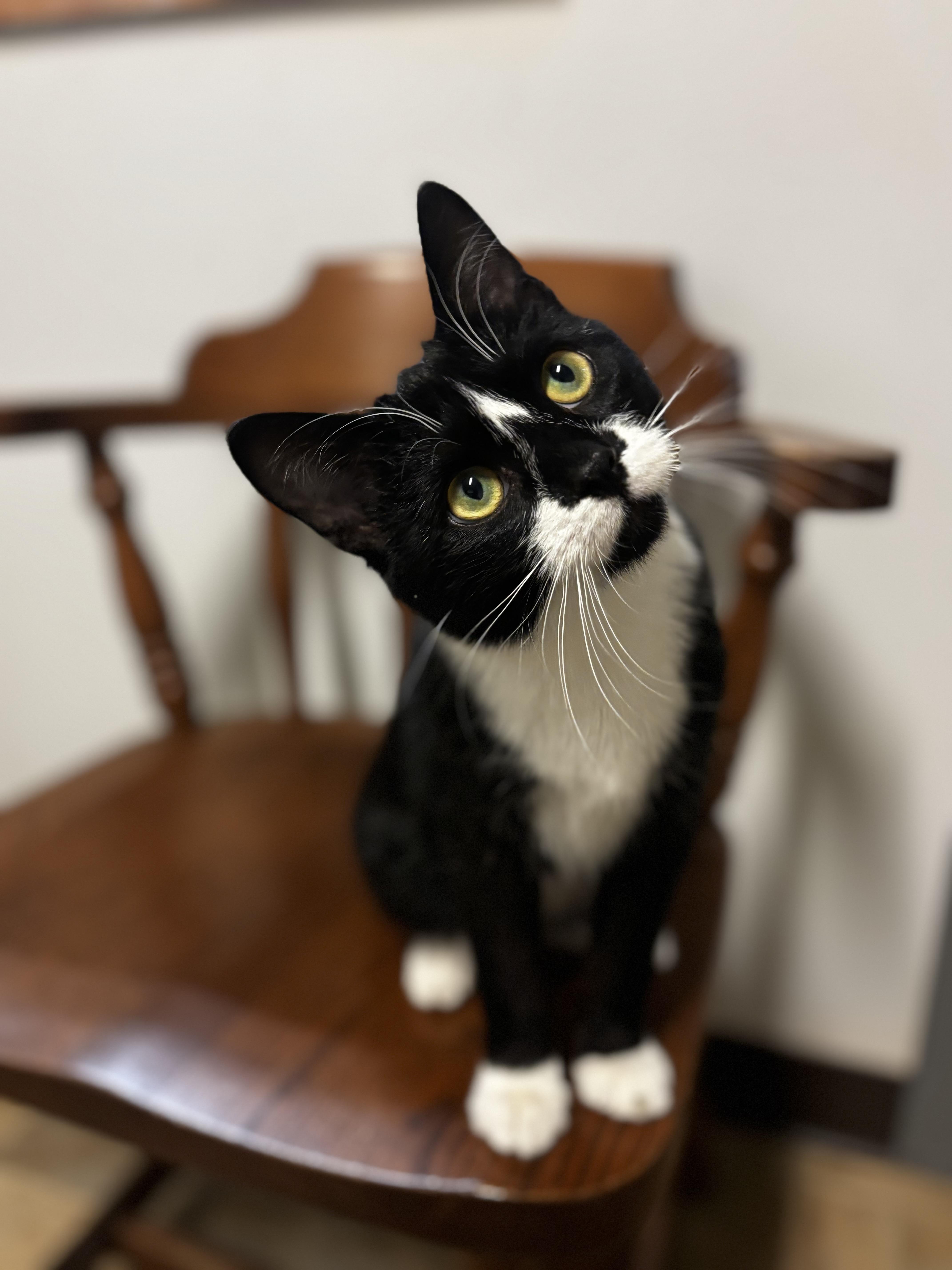 Donald, ADOPTABLE, Young Male Domestic Short Hair.