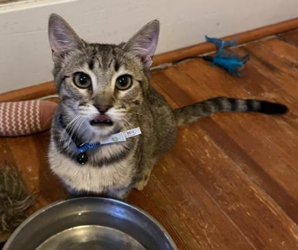 Enlarge Acacia, a Adoptable Domestic Short Hair in Manhattan , KS image 5/5