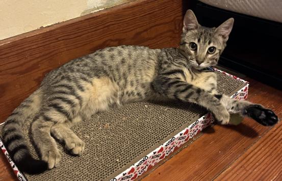 Enlarge Acacia, a Adoptable Domestic Short Hair in Manhattan , KS image 4/5