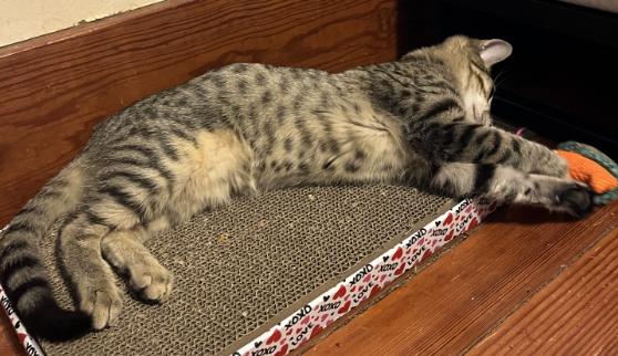 Enlarge Acacia, a Adoptable Domestic Short Hair in Manhattan , KS image 3/5