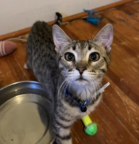 Enlarge Acacia, a Adoptable Domestic Short Hair in Manhattan , KS image 1/5