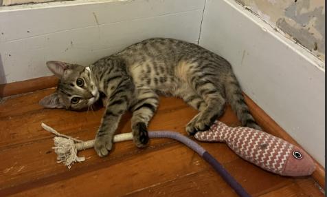 Enlarge Acacia, a Adoptable Domestic Short Hair in Manhattan , KS image 2/5