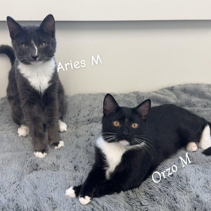 !!Kittens!!, ADOPTABLE, Young Female Domestic Short Hair.