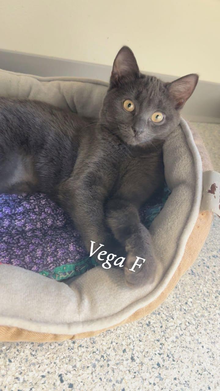 !!Kittens!!, a ADOPTABLE Domestic Short Hair in Cherryfield, ME image 4/5