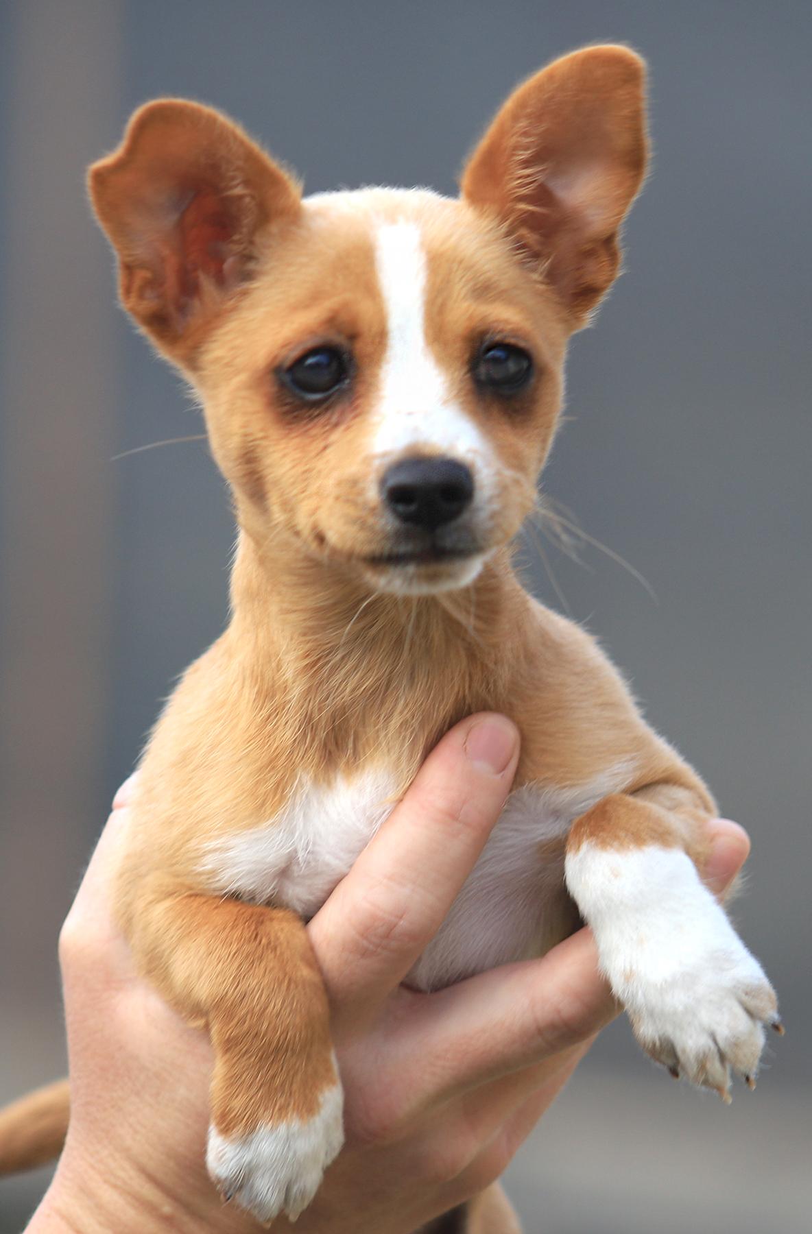 Ariel, adopted, Young Female Chihuahua.
