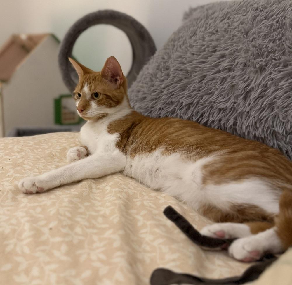 Partridge Family: Laurie, Adoptable, Adult Female Tabby.