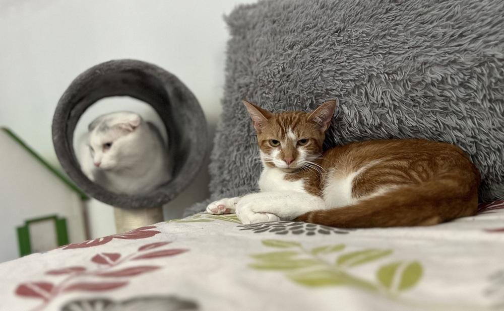 Partridge Family: Laurie, a Adoptable Tabby in Warren, CT image 3/6