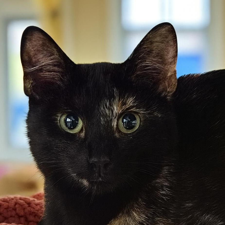 Harlee – Bewitching Bombay thumbnail 3