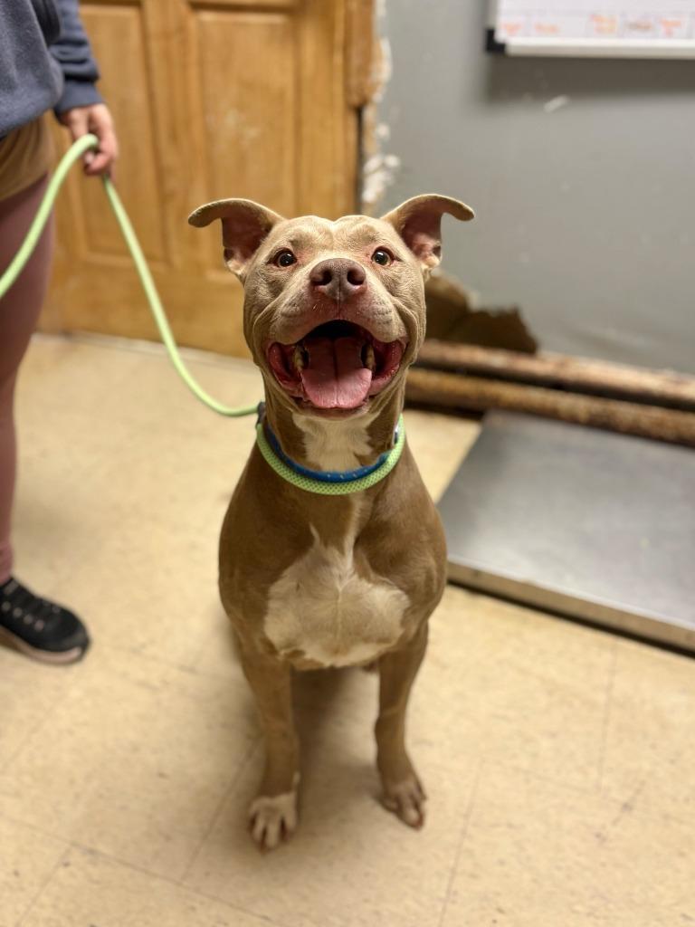 Major Payne thumbnail 2