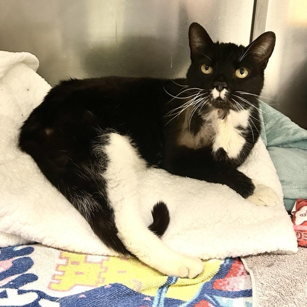 Enlarge Sir William, a Adoptable Domestic Short Hair in Reisterstown, MD image 1/3