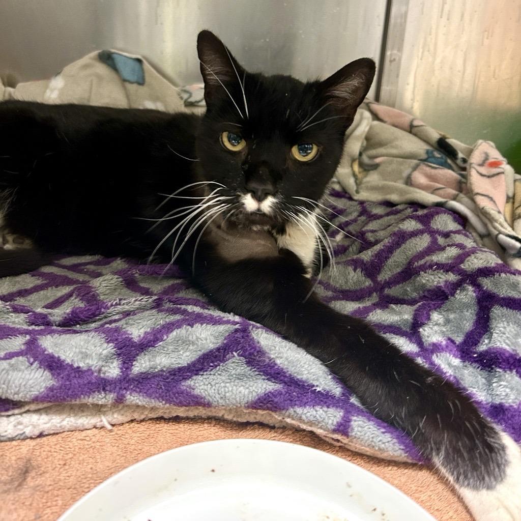 Enlarge Sir William, a Adoptable Domestic Short Hair in Reisterstown, MD image 2/3