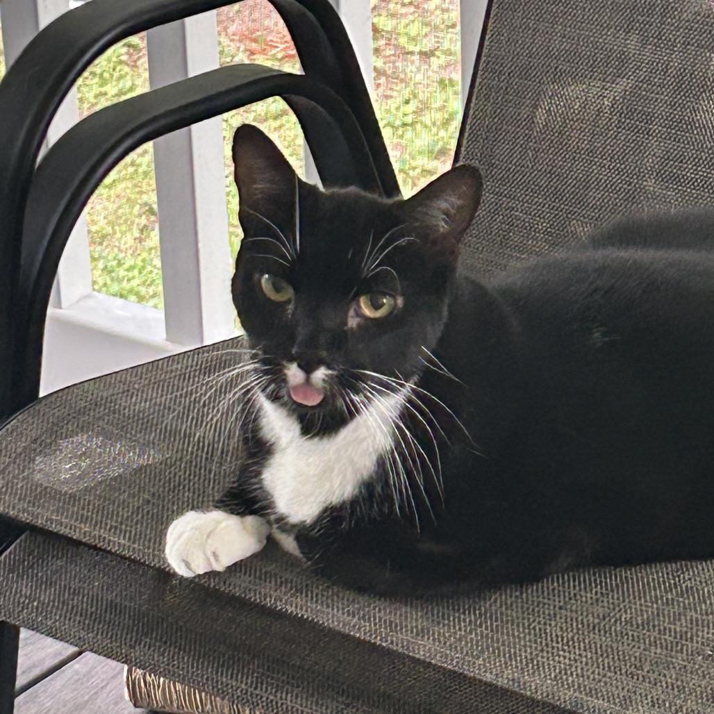 Enlarge Sir William, a Adoptable Domestic Short Hair in Reisterstown, MD image 3/5