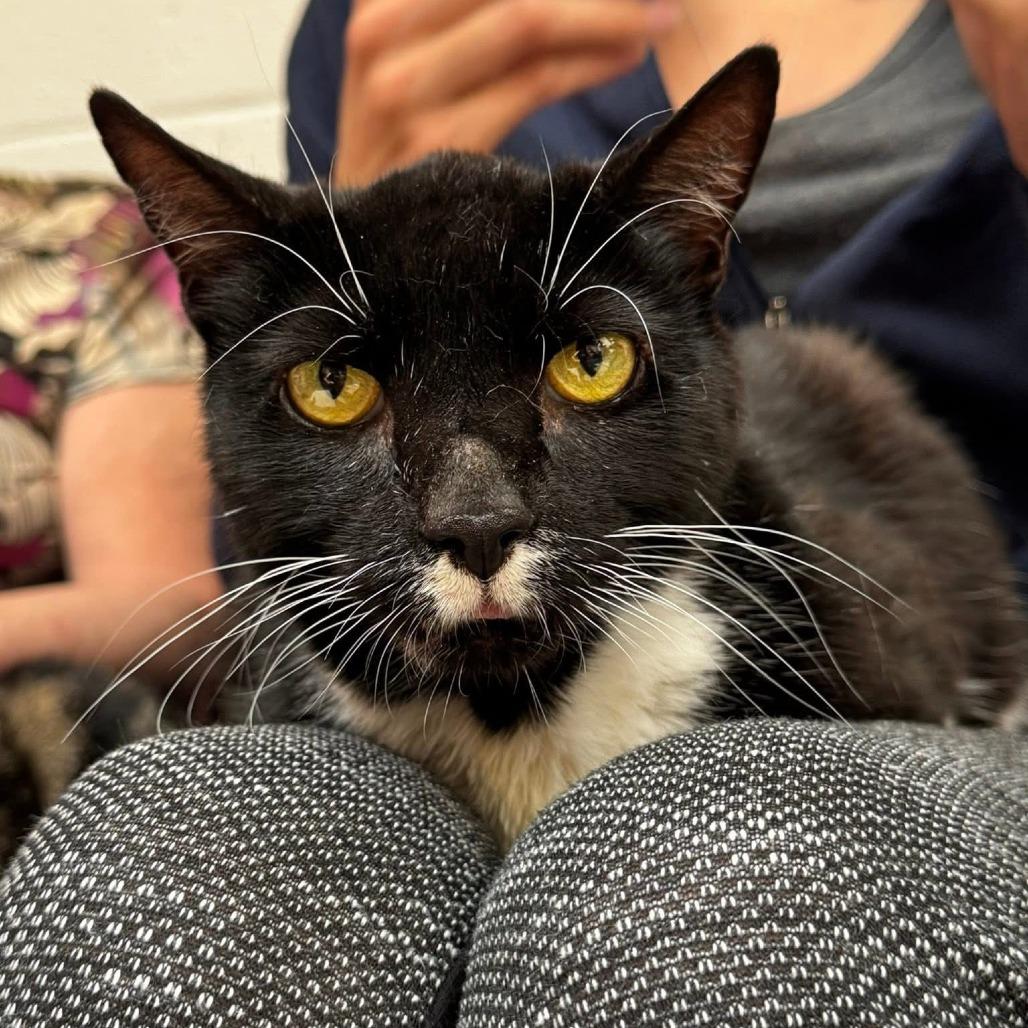 Enlarge Sir William, a Adoptable Domestic Short Hair in Reisterstown, MD image 3/3