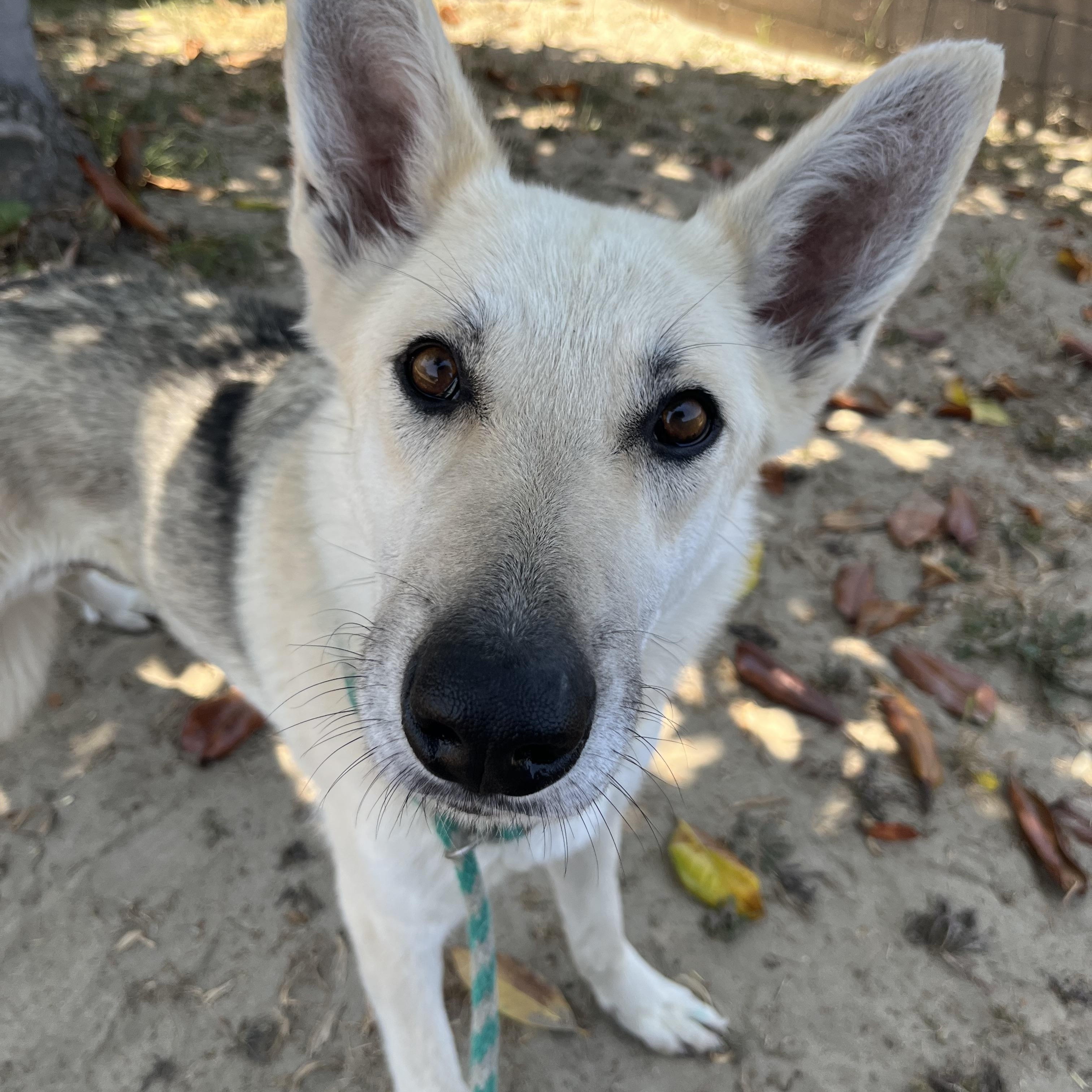 Estrella (now Bella)