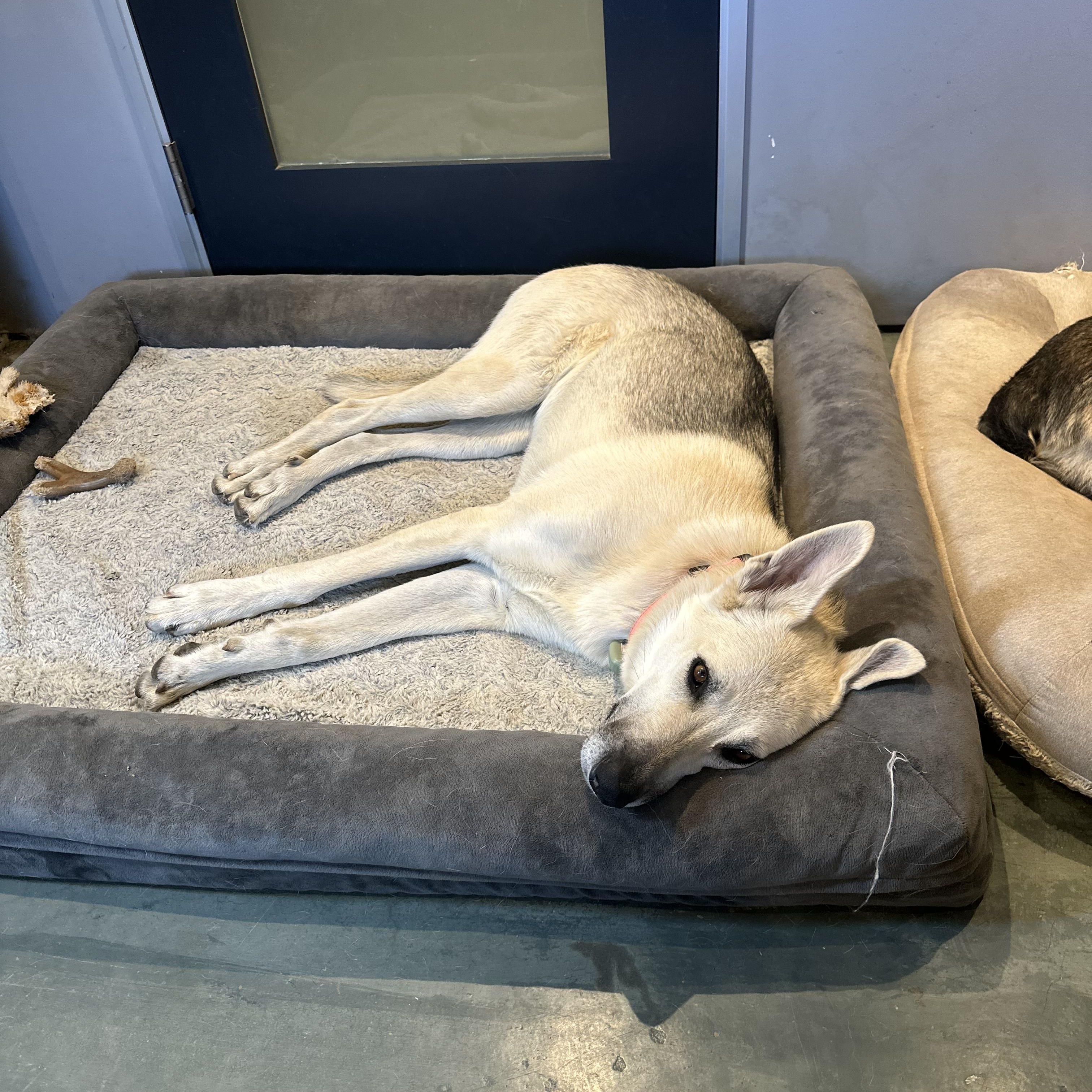 Estrella (now Bella)