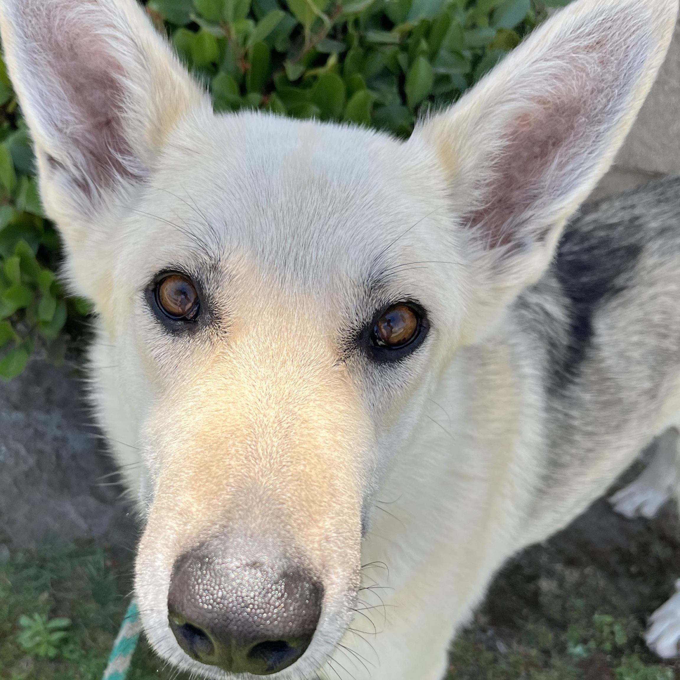 Estrella (now Bella)