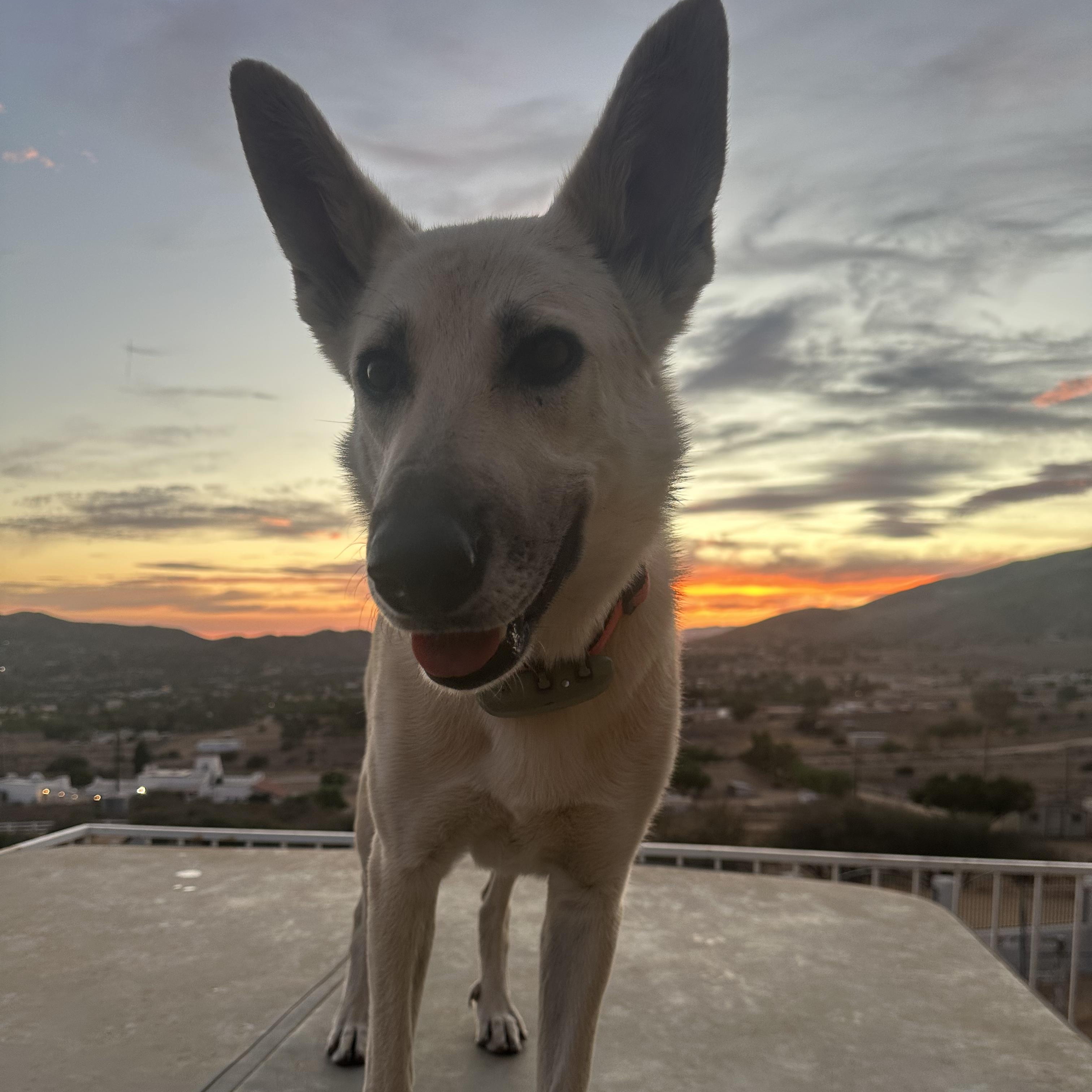 Estrella (now Bella)