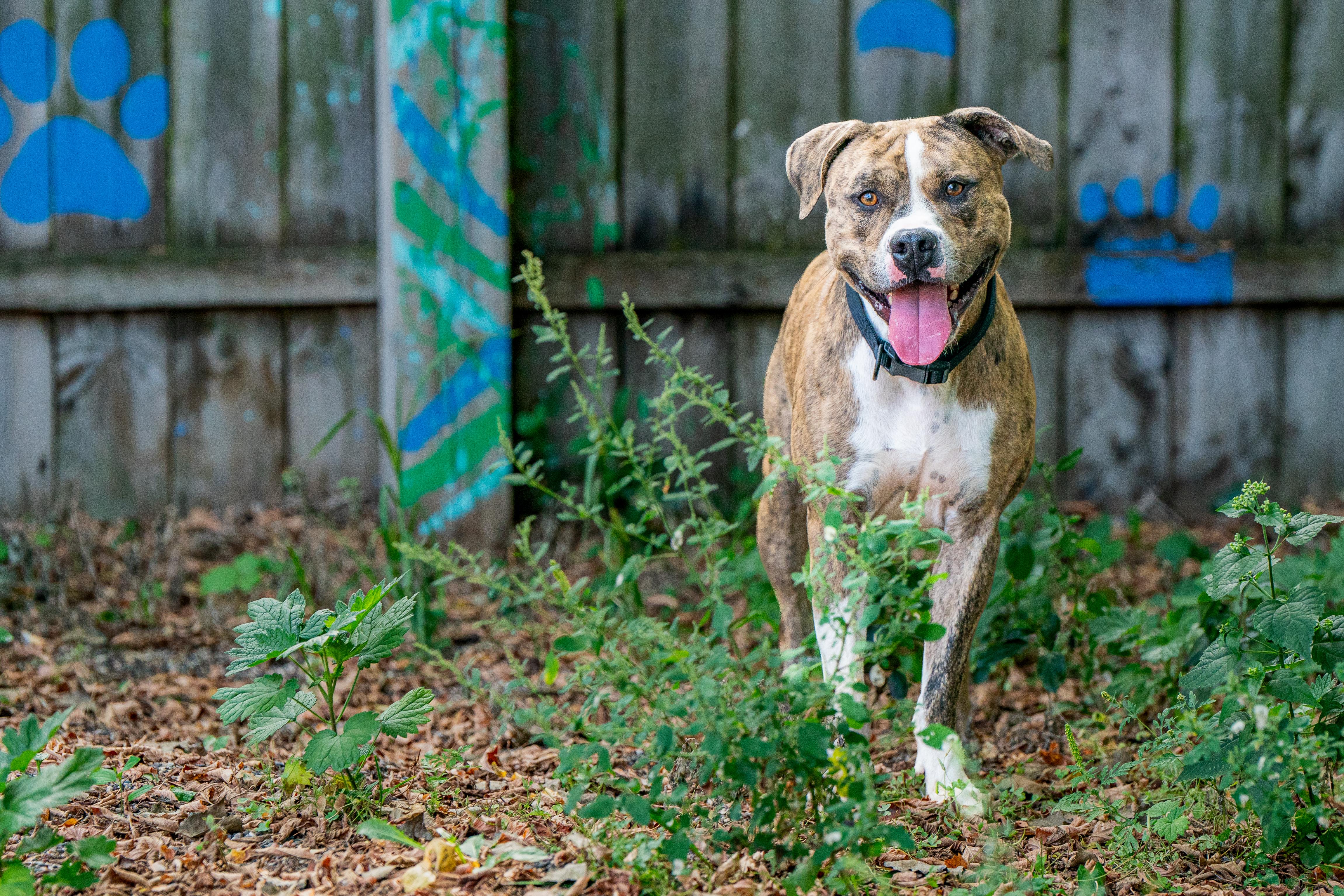 Enlarge Bo, a Adoptable mixed breed in Red Wing, MN image 5/5