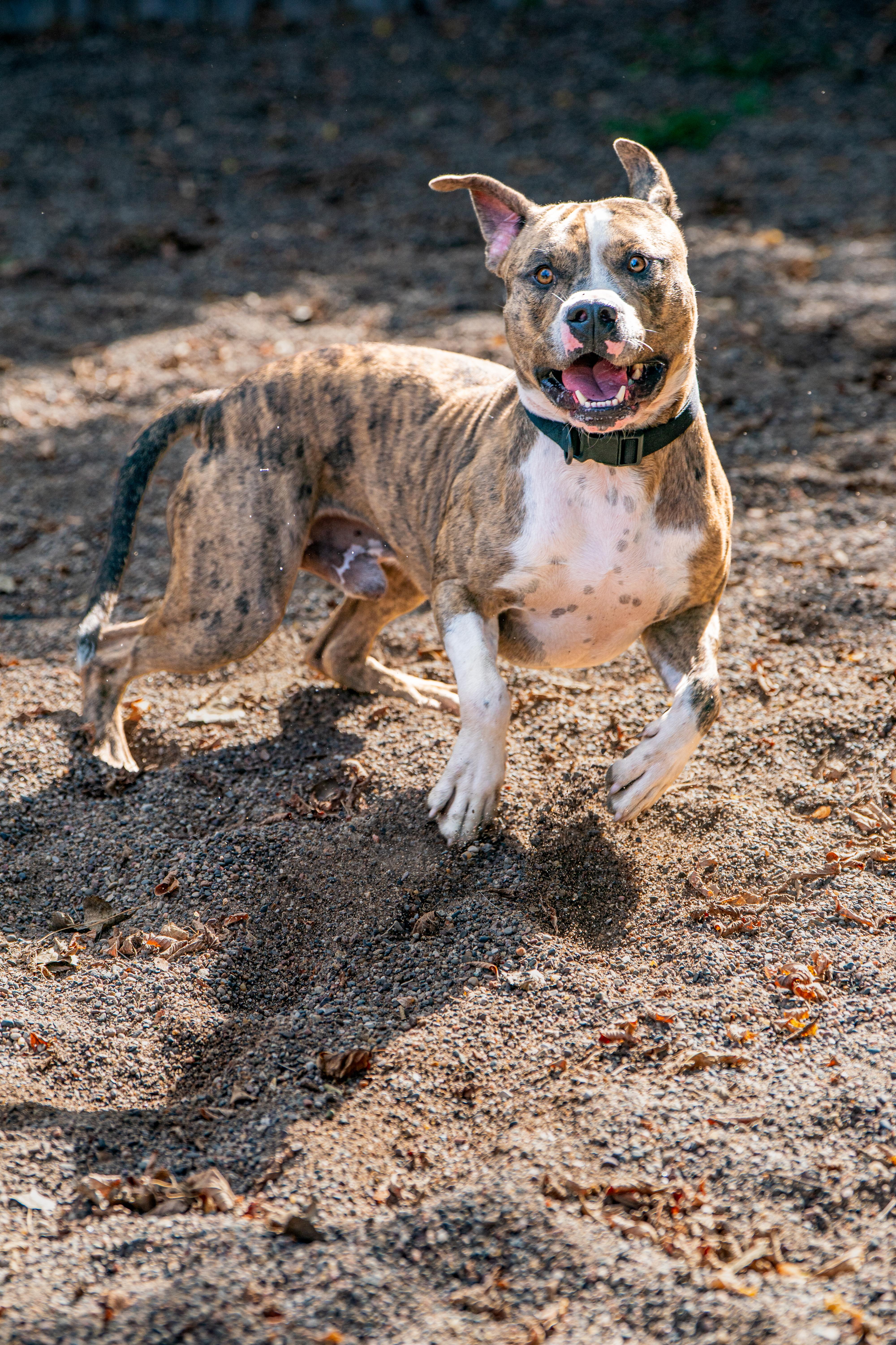 Enlarge Bo, a Adoptable mixed breed in Red Wing, MN image 1/5
